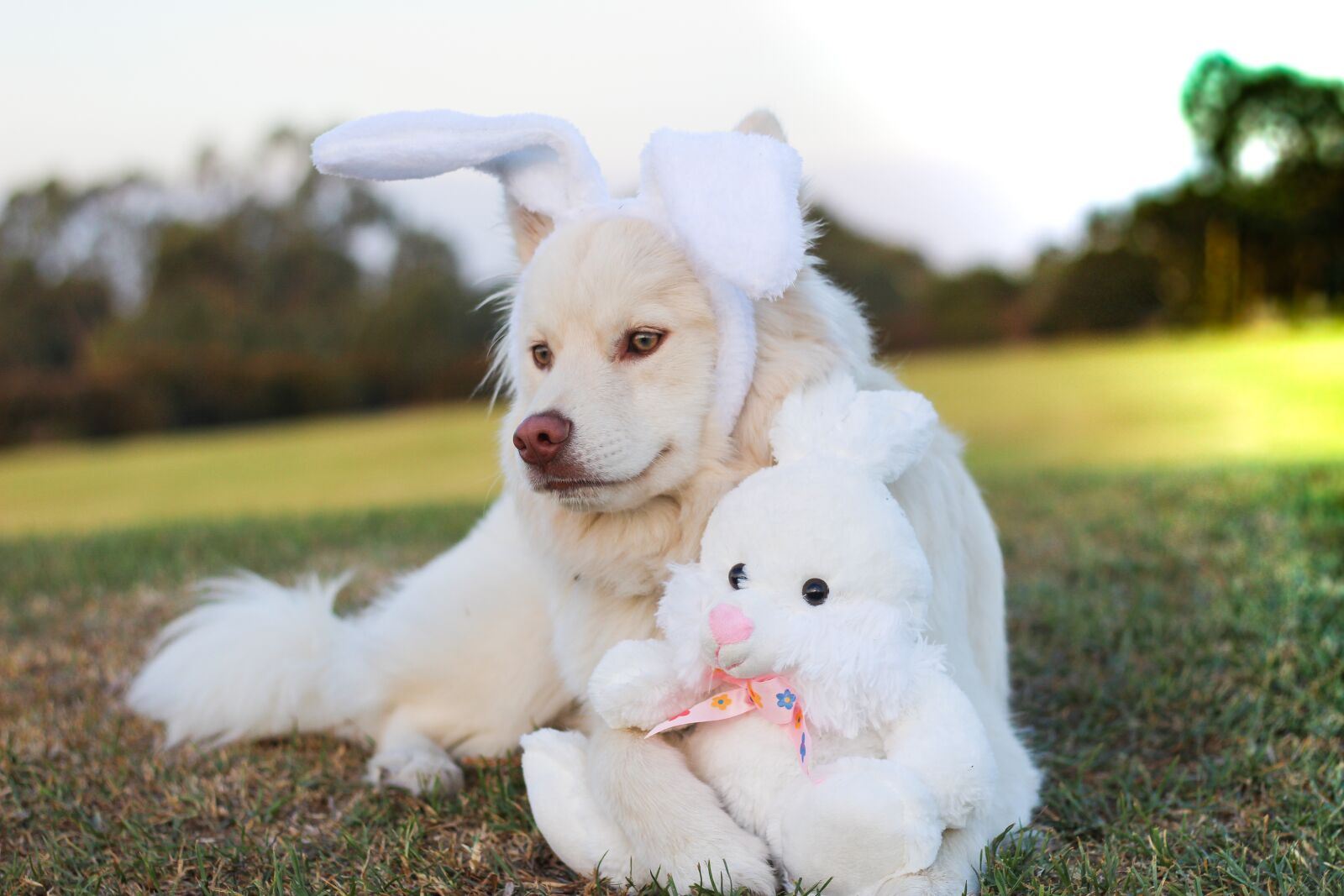 Canon EOS 1200D (EOS Rebel T5 / EOS Kiss X70 / EOS Hi) sample photo. Puppy, dog, lapphund photography