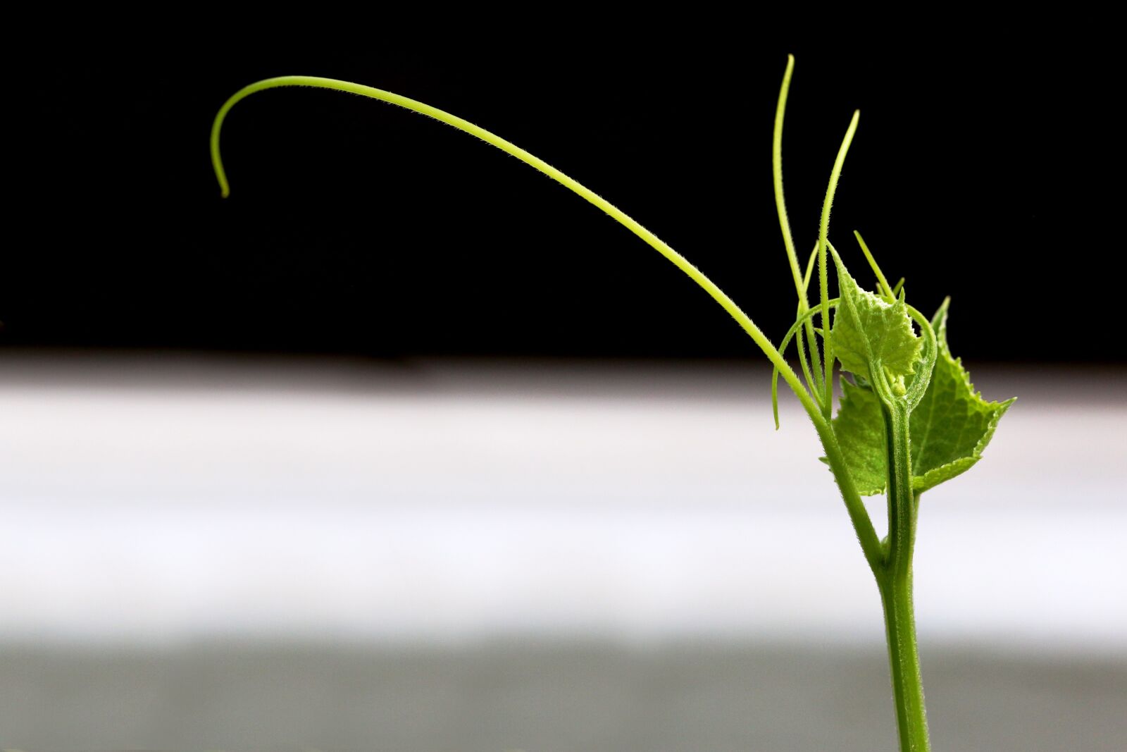 Canon EF 100mm F2.8L Macro IS USM sample photo. Leaf, flora, nature photography
