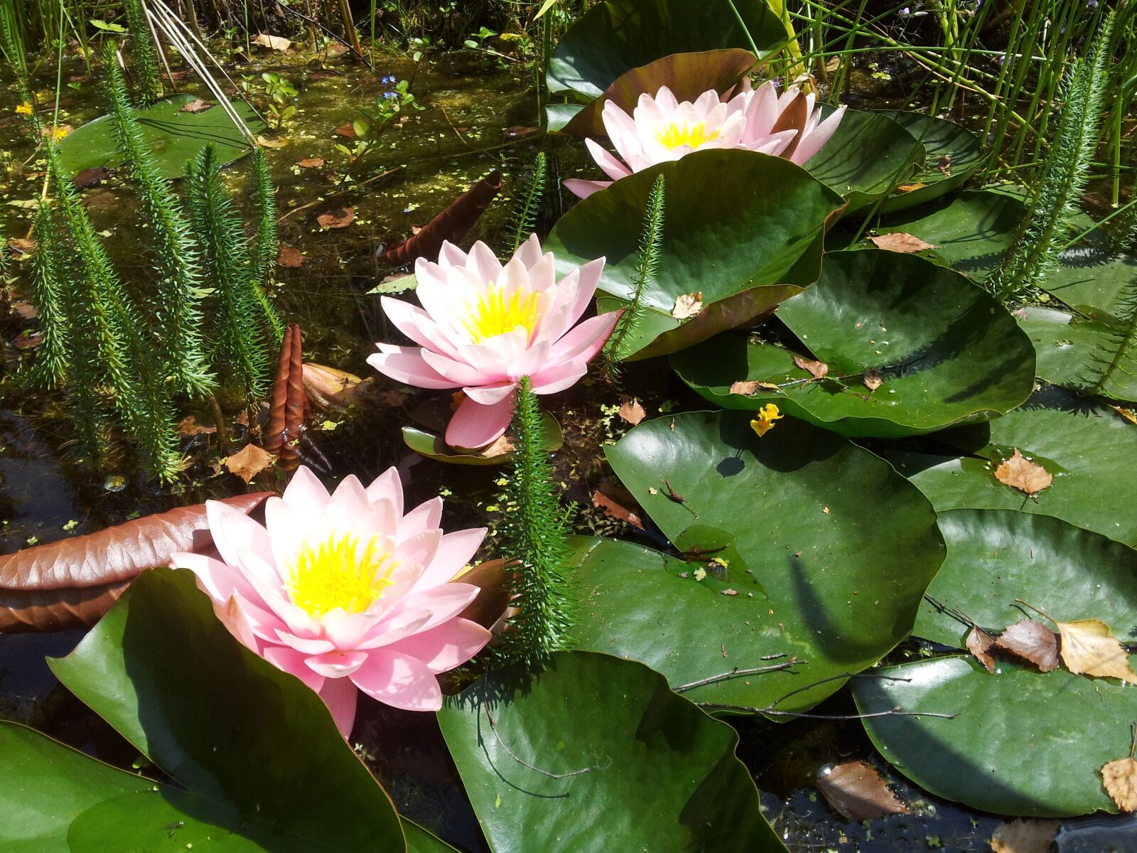 Samsung Galaxy S2 sample photo. Water lily, pink, blossom photography