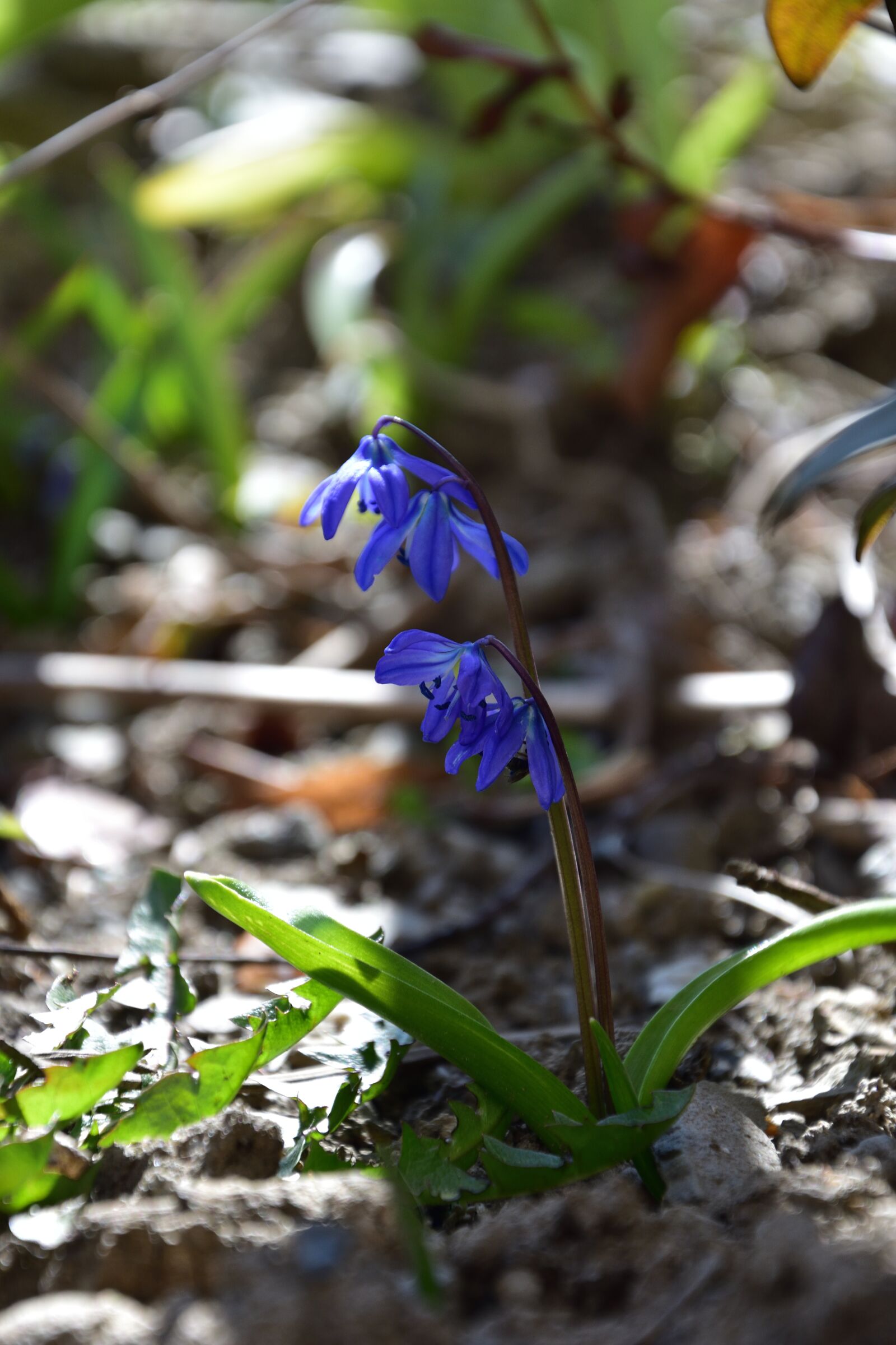 Nikon D3400 sample photo. Ladoňka, garden, spring photography