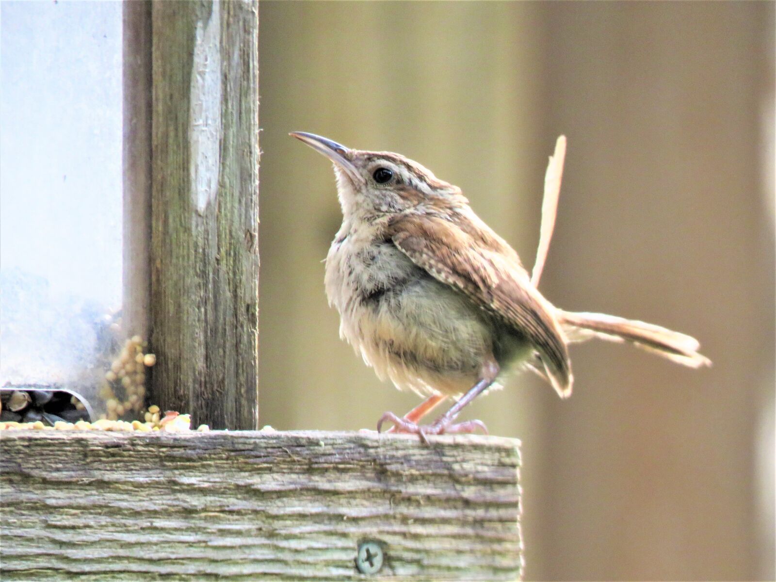 Canon PowerShot SX60 HS sample photo. Bird, brown and tan photography