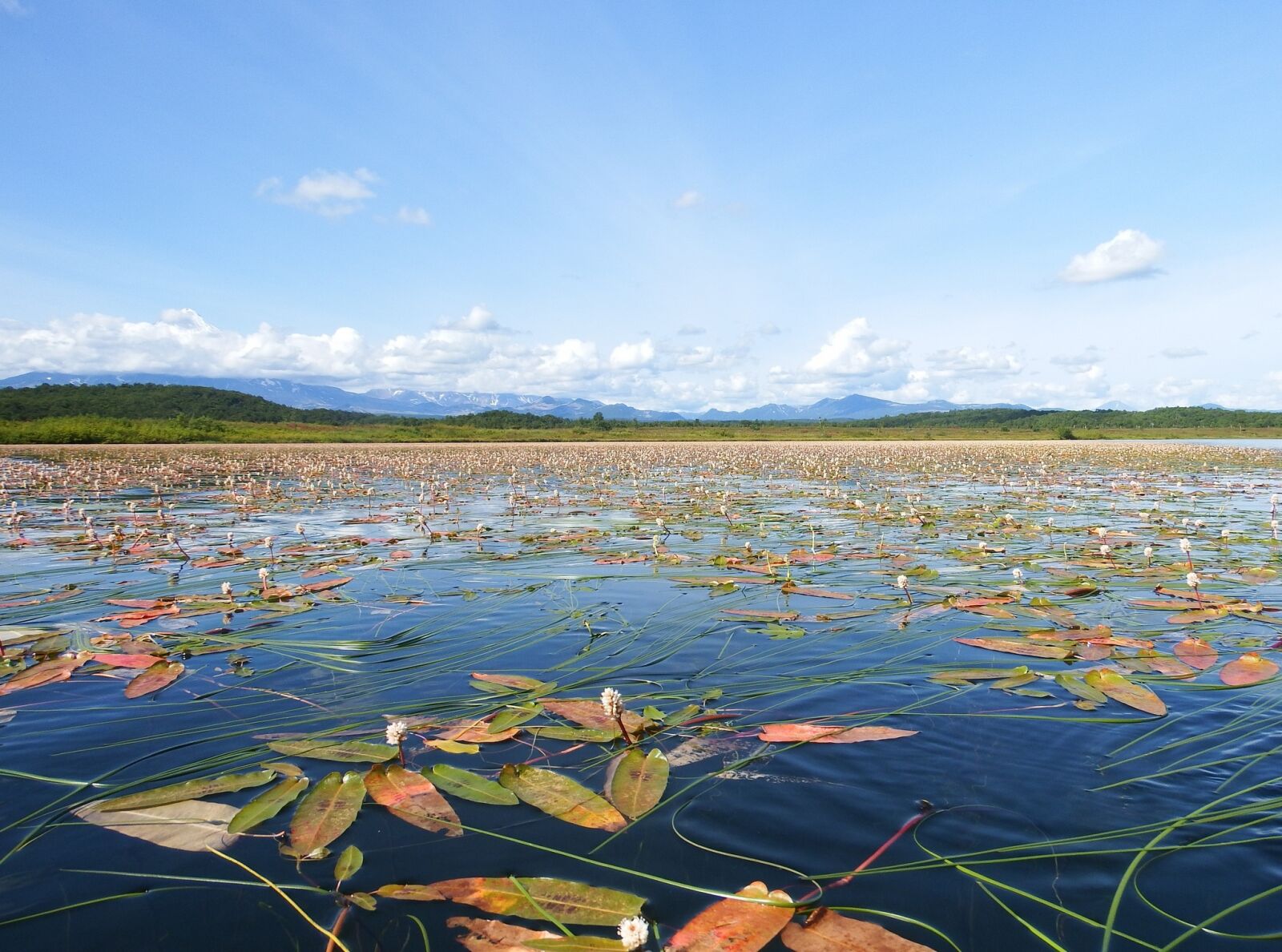 Fujifilm FinePix S1 sample photo. Lake, autumn, weed photography