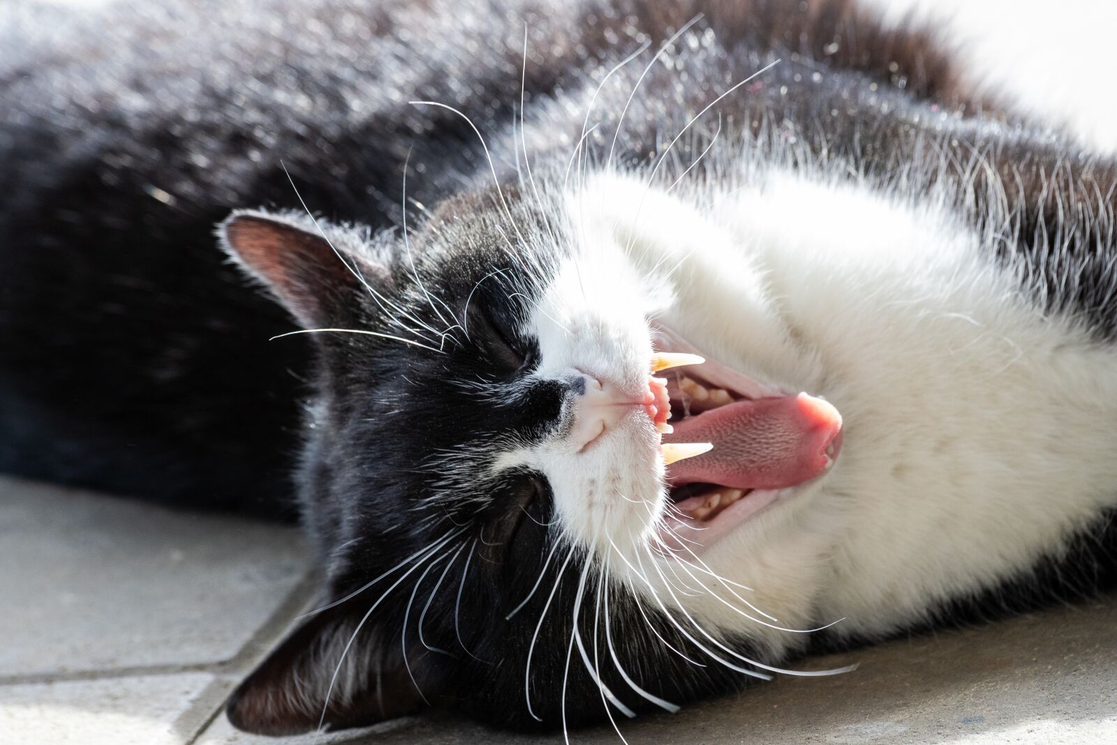 Canon EF 70-300mm F4-5.6 IS USM sample photo. Cat, mammal, animal photography