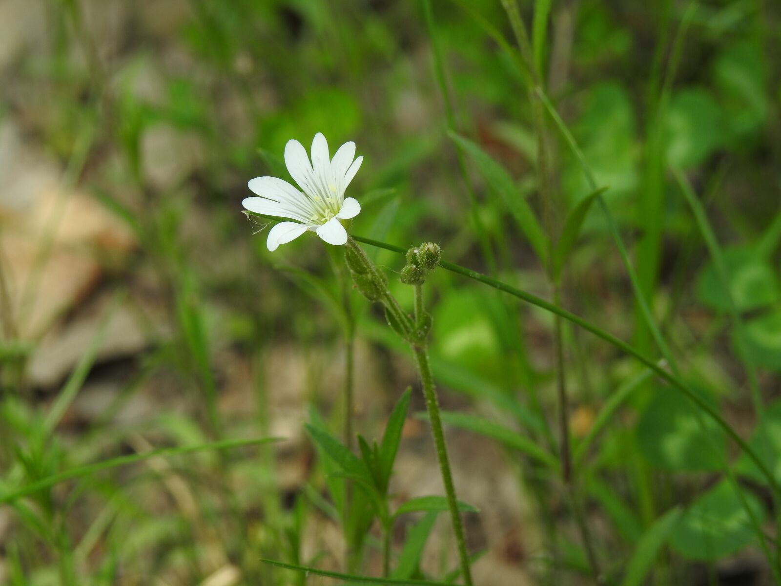 Nikon Coolpix P900 sample photo. Nature, plant, flower photography