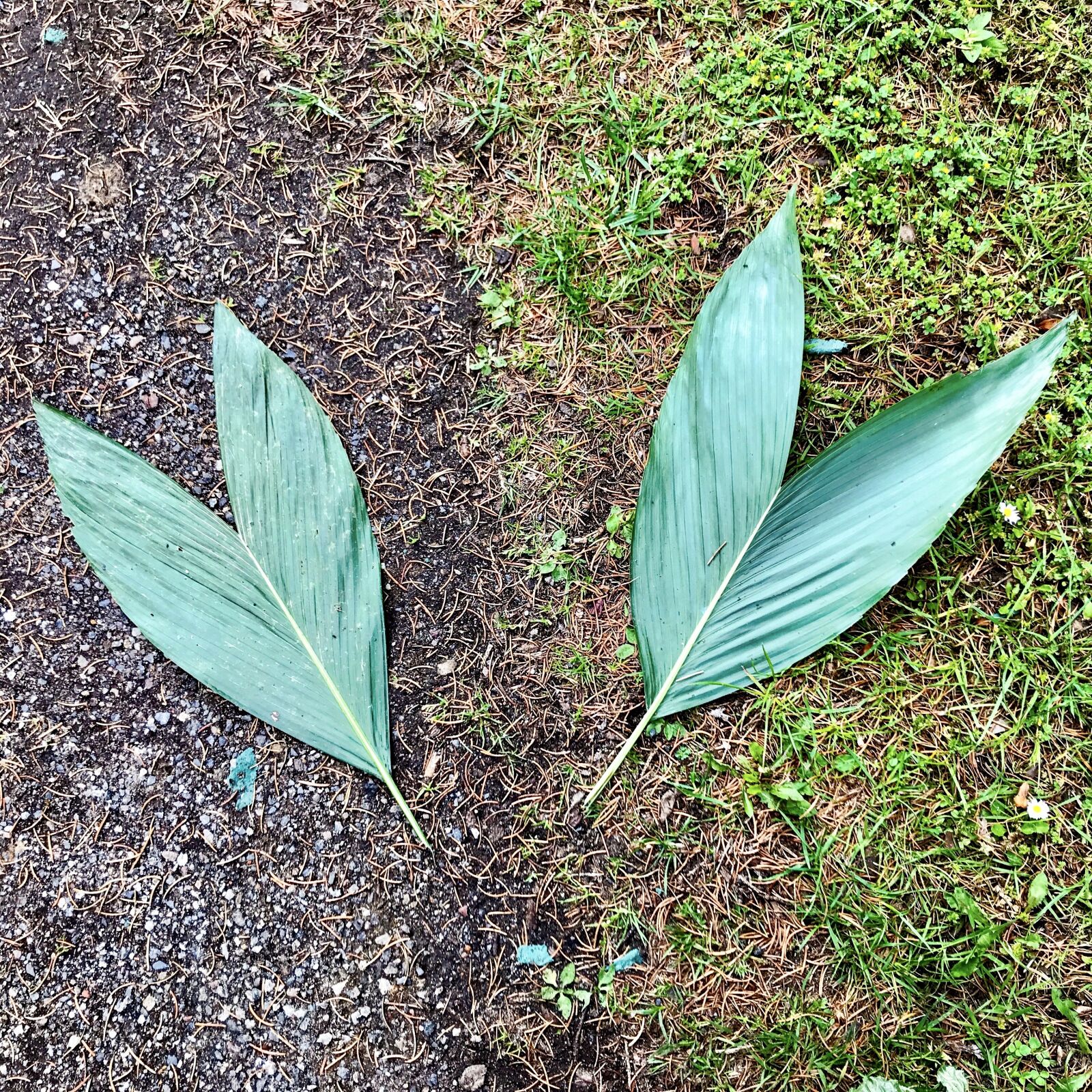 iPhone 7 back camera 3.99mm f/1.8 sample photo. Chamaedorea, palm leaf, leaves photography