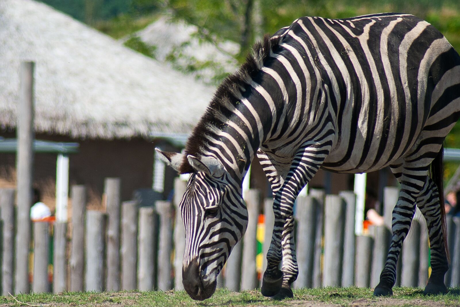 Nikon D3000 sample photo. Zebra, horse, animal photography