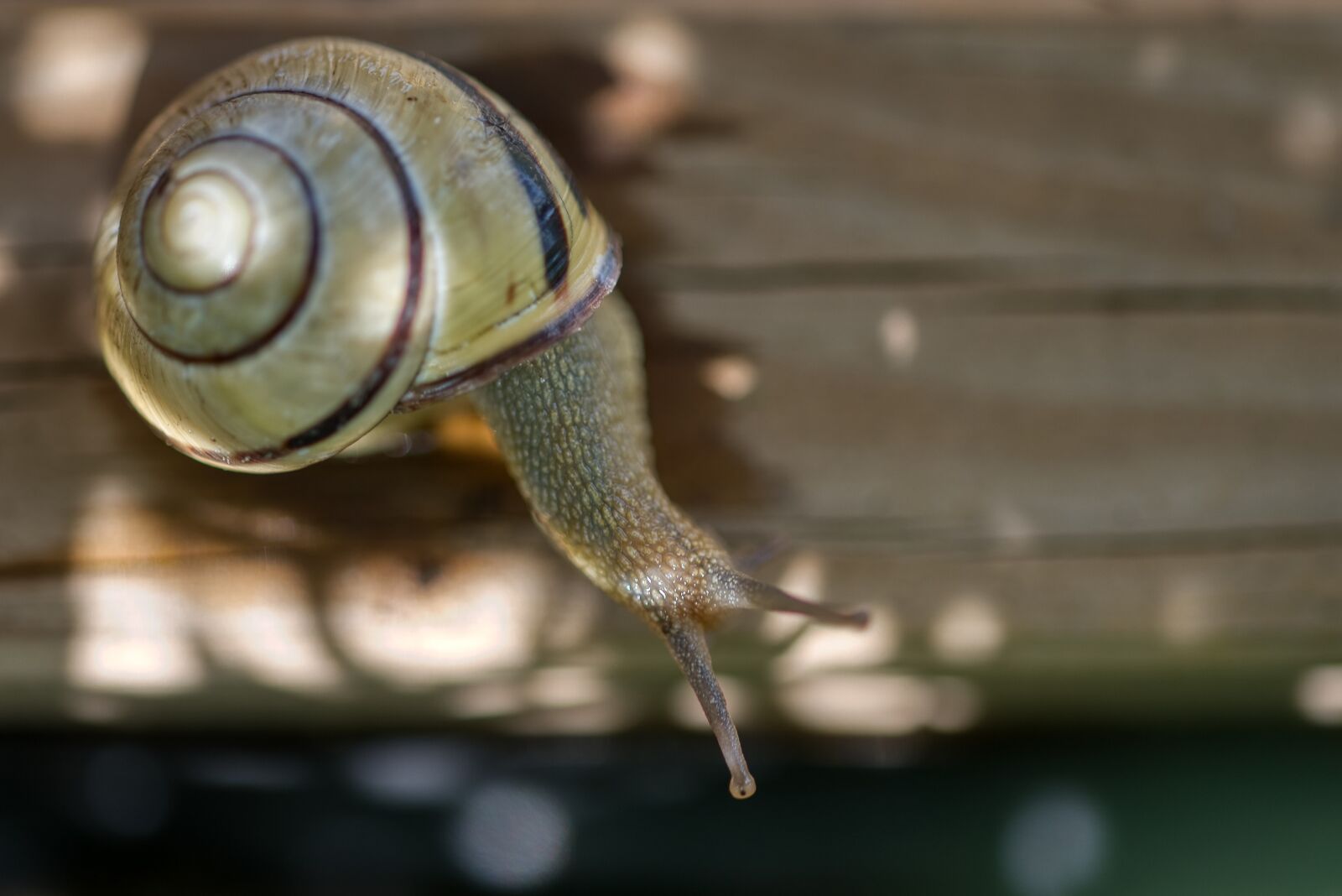 Nikon D750 sample photo. Snail, mollusk, shell photography