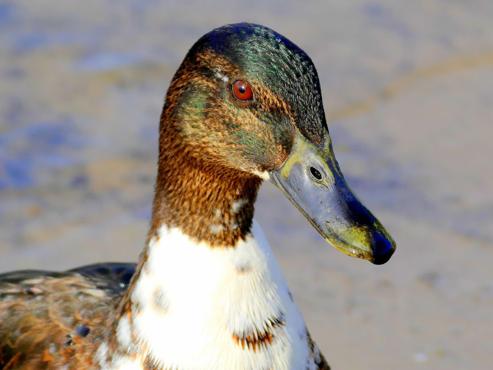 Panasonic Lumix DMC-FZ1000 sample photo. Water bird, duck, drake photography