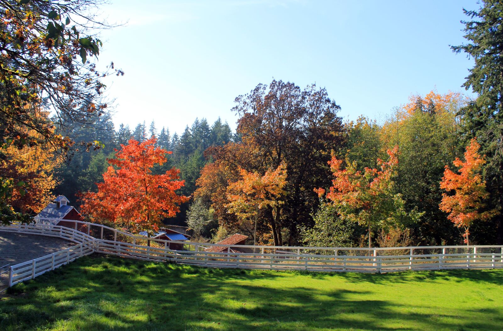 Canon EOS 1100D (EOS Rebel T3 / EOS Kiss X50) sample photo. Trees, autumn, fall photography
