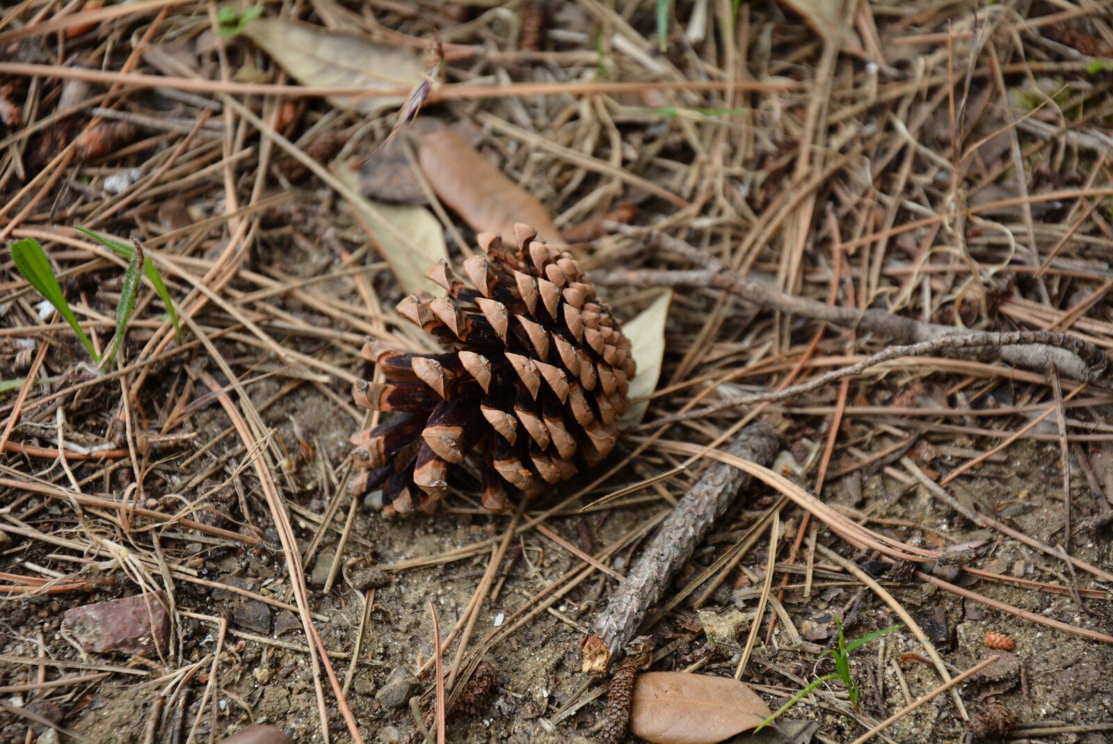Nikon D7100 sample photo. Cone, pine needles, nature photography