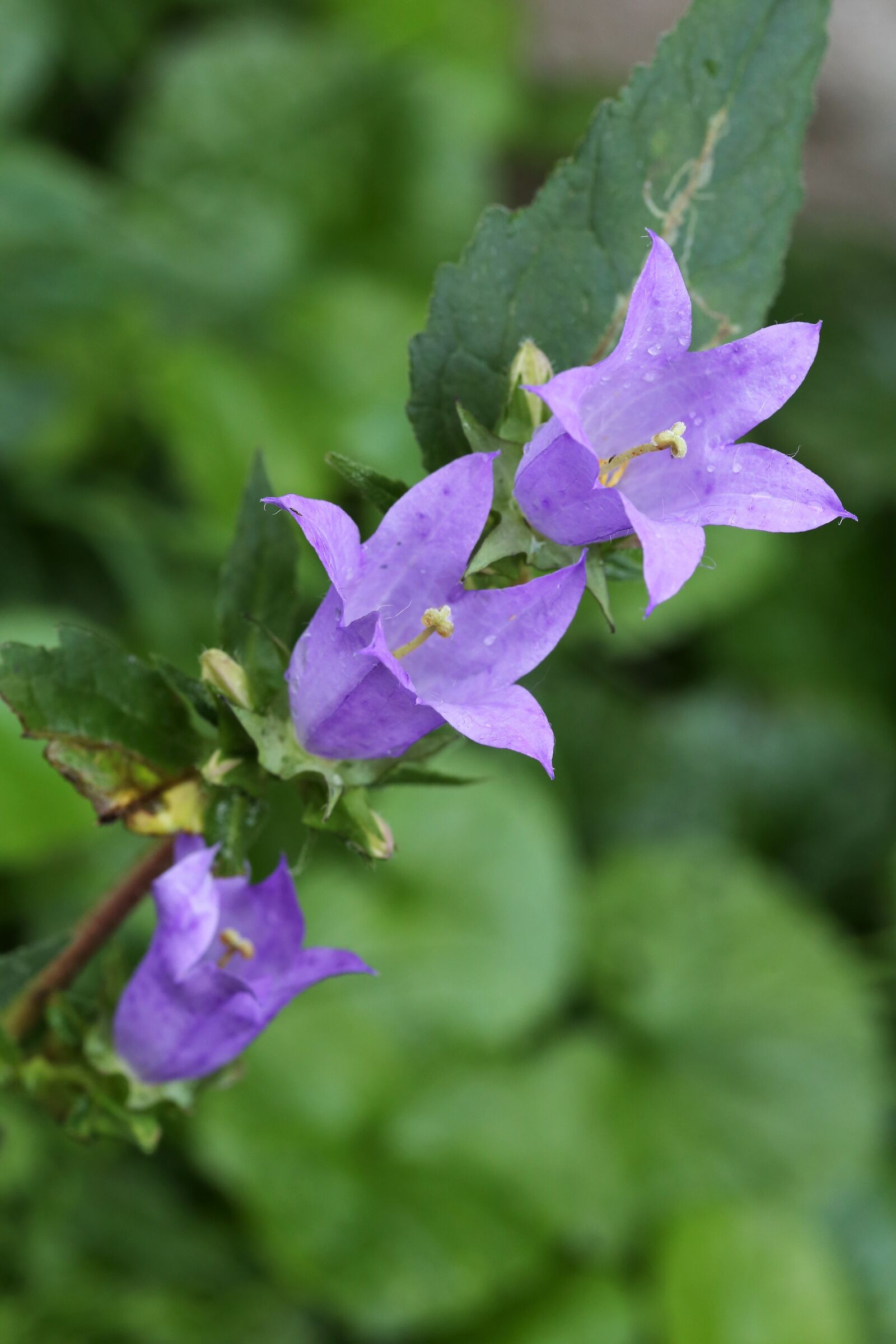 Canon EOS 6D sample photo. Bell flower, campanula, plant photography