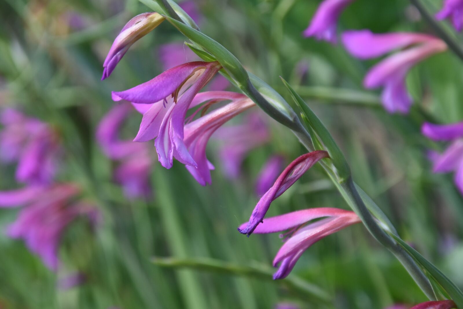 Nikon D7200 sample photo. Gladiolus dwarf, flower, garden photography