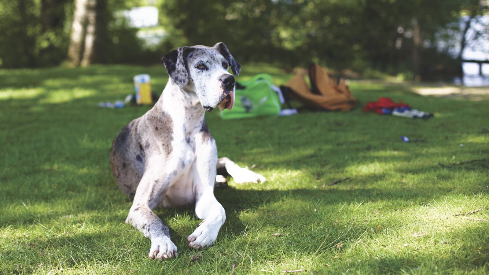 Canon EOS 6D + Canon EF 50mm F1.4 USM sample photo. Animal, dog, domestic animal photography