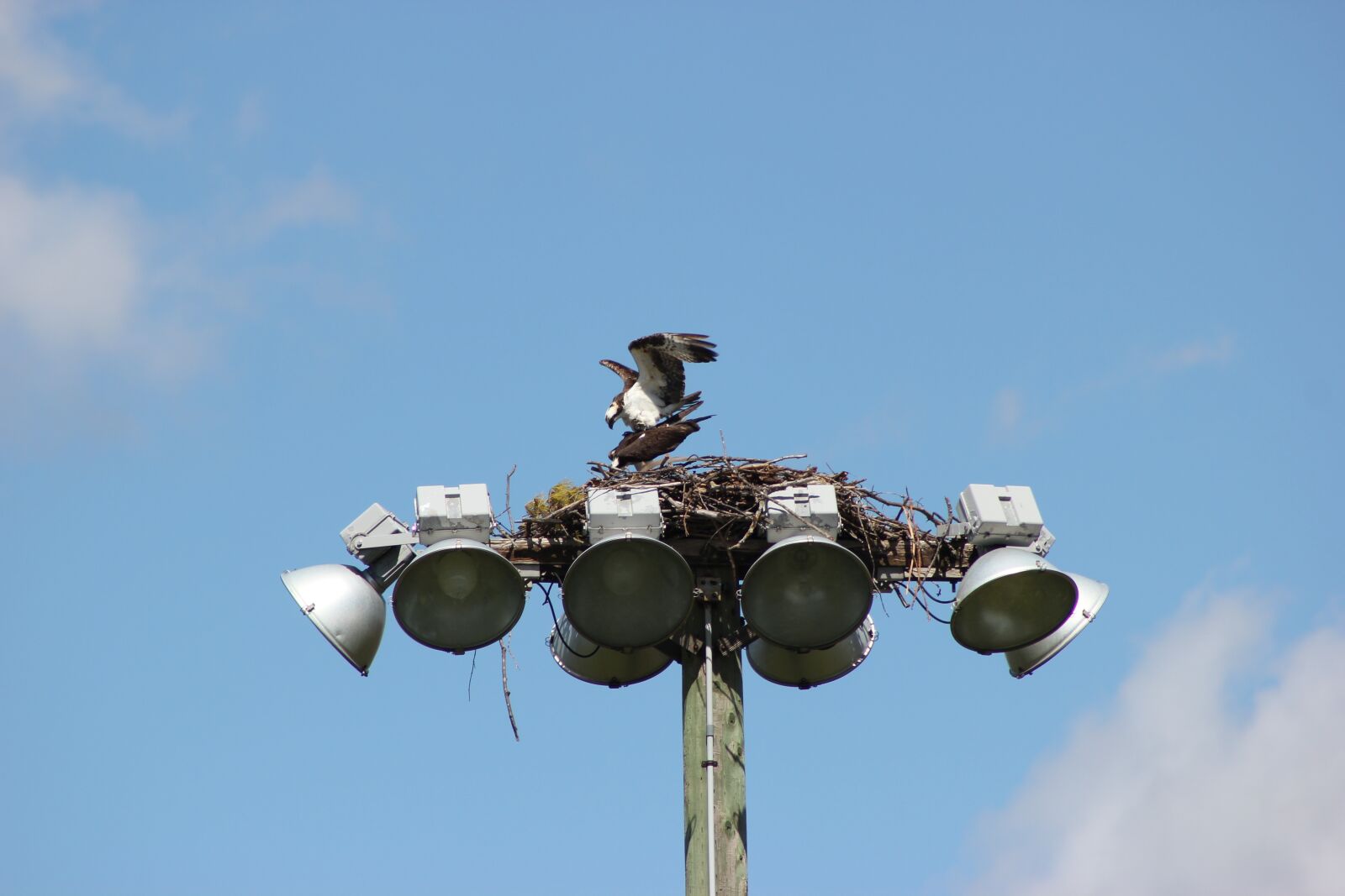 Canon EOS 550D (EOS Rebel T2i / EOS Kiss X4) sample photo. Osprey, bird, nest photography