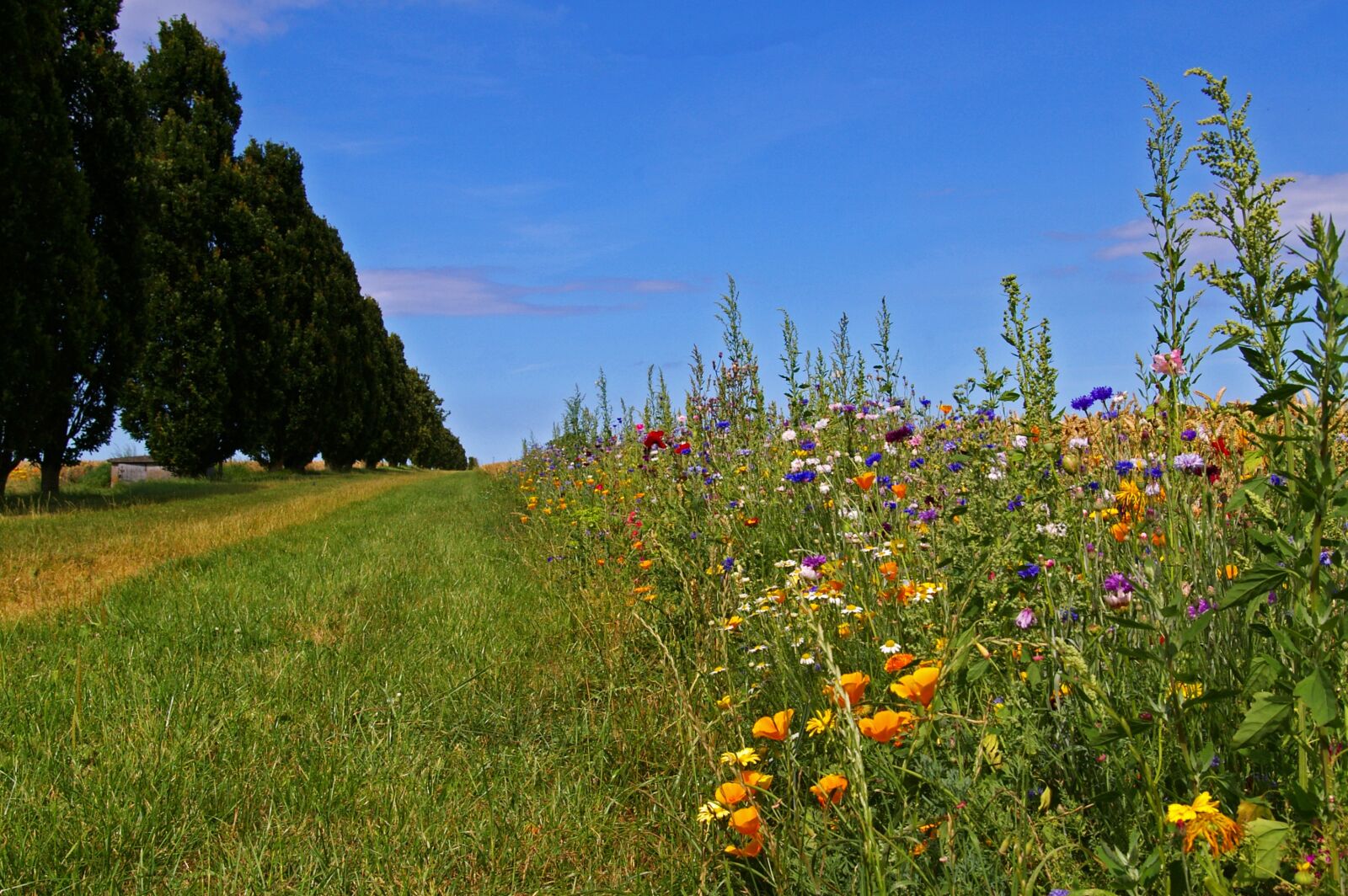 Pentax *ist DL2 sample photo. Denmark, fyn island, lane photography