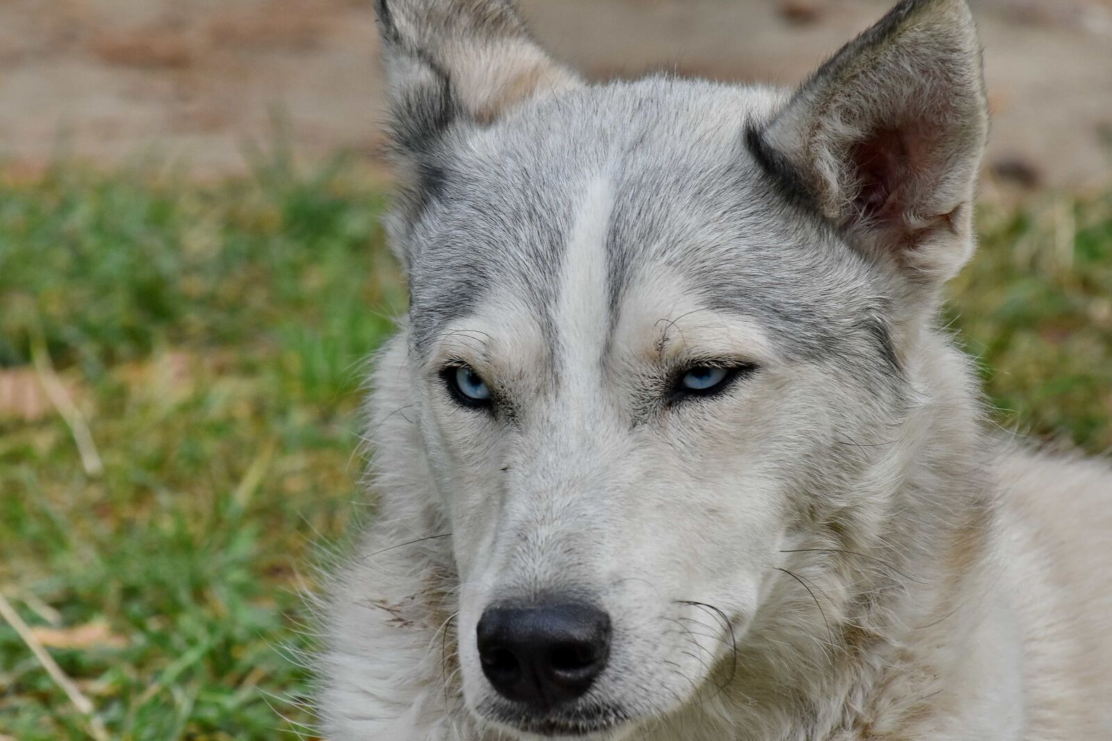 Nikon D5500 sample photo. Blue, dog, eyes, husky photography