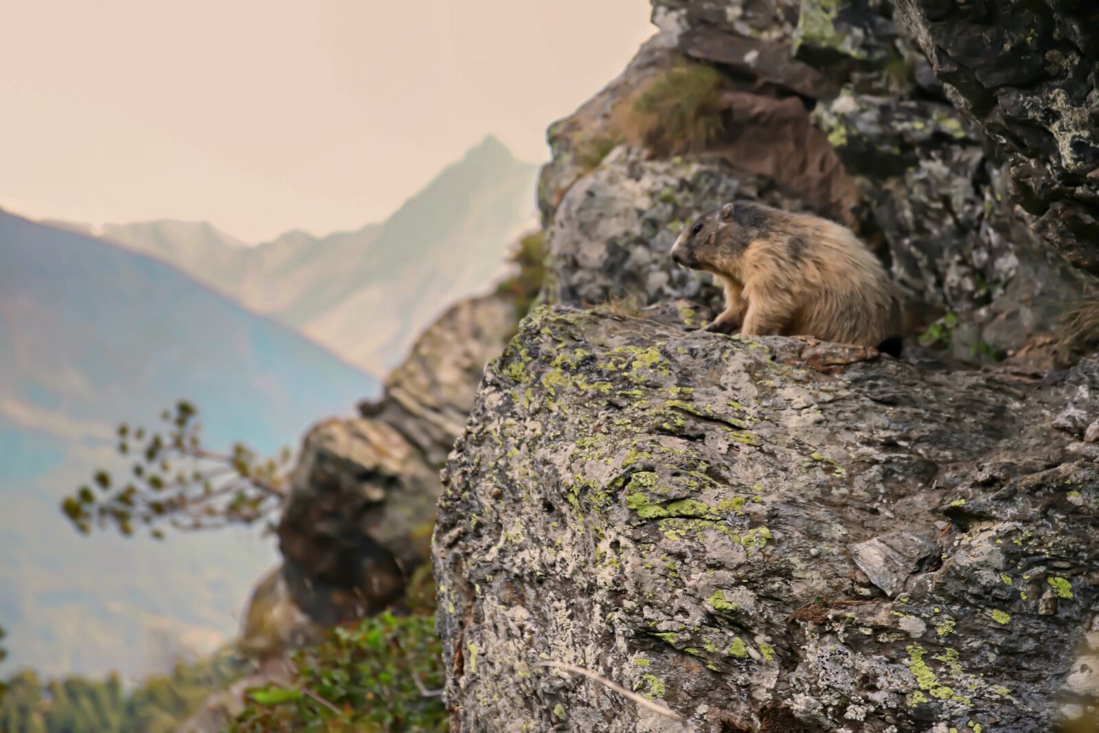 Canon EOS 77D (EOS 9000D / EOS 770D) sample photo. Fauna, marmot, nature photography