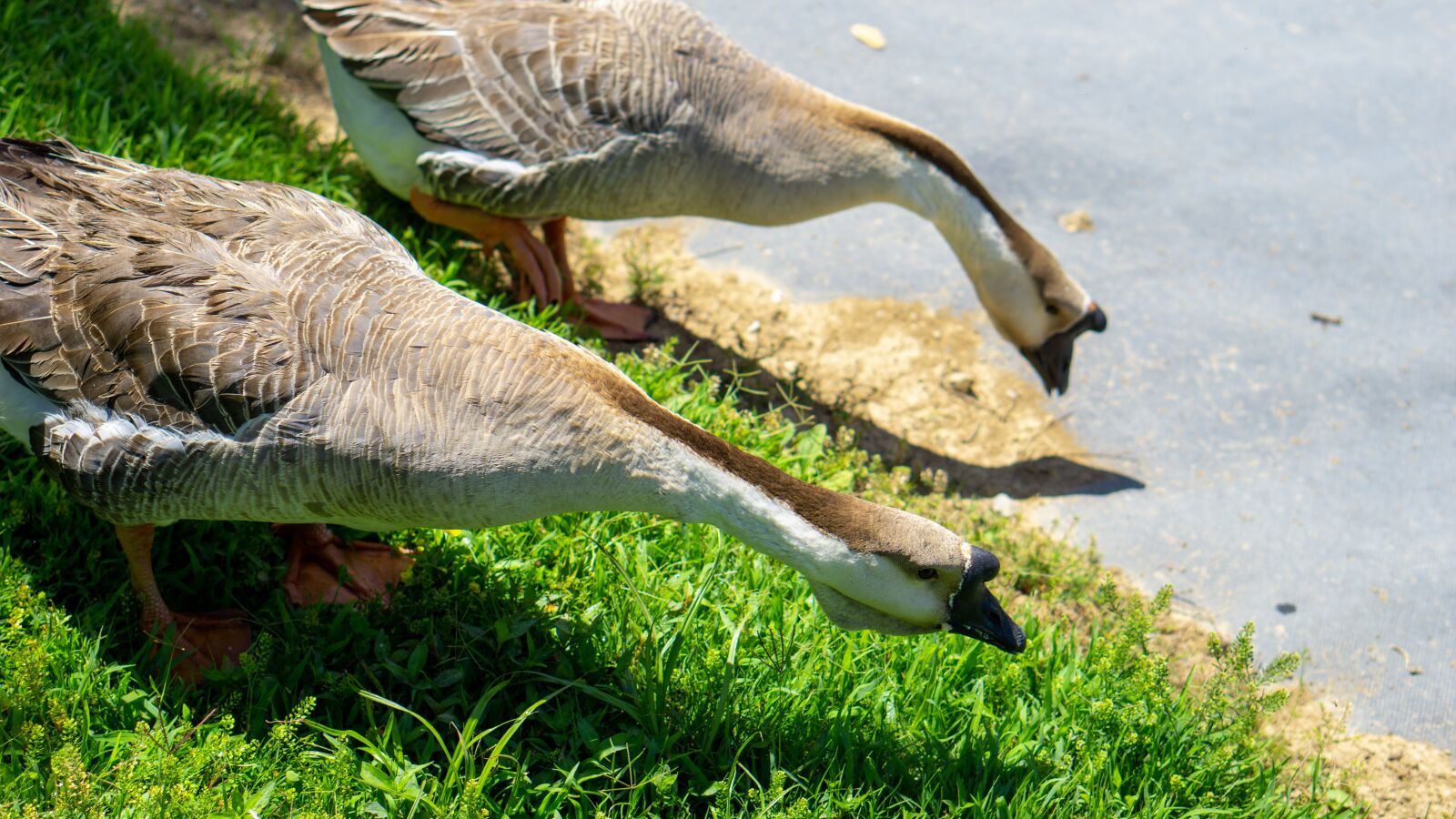 E 50mm F1.8 OSS sample photo. Ducks, pond, bird photography