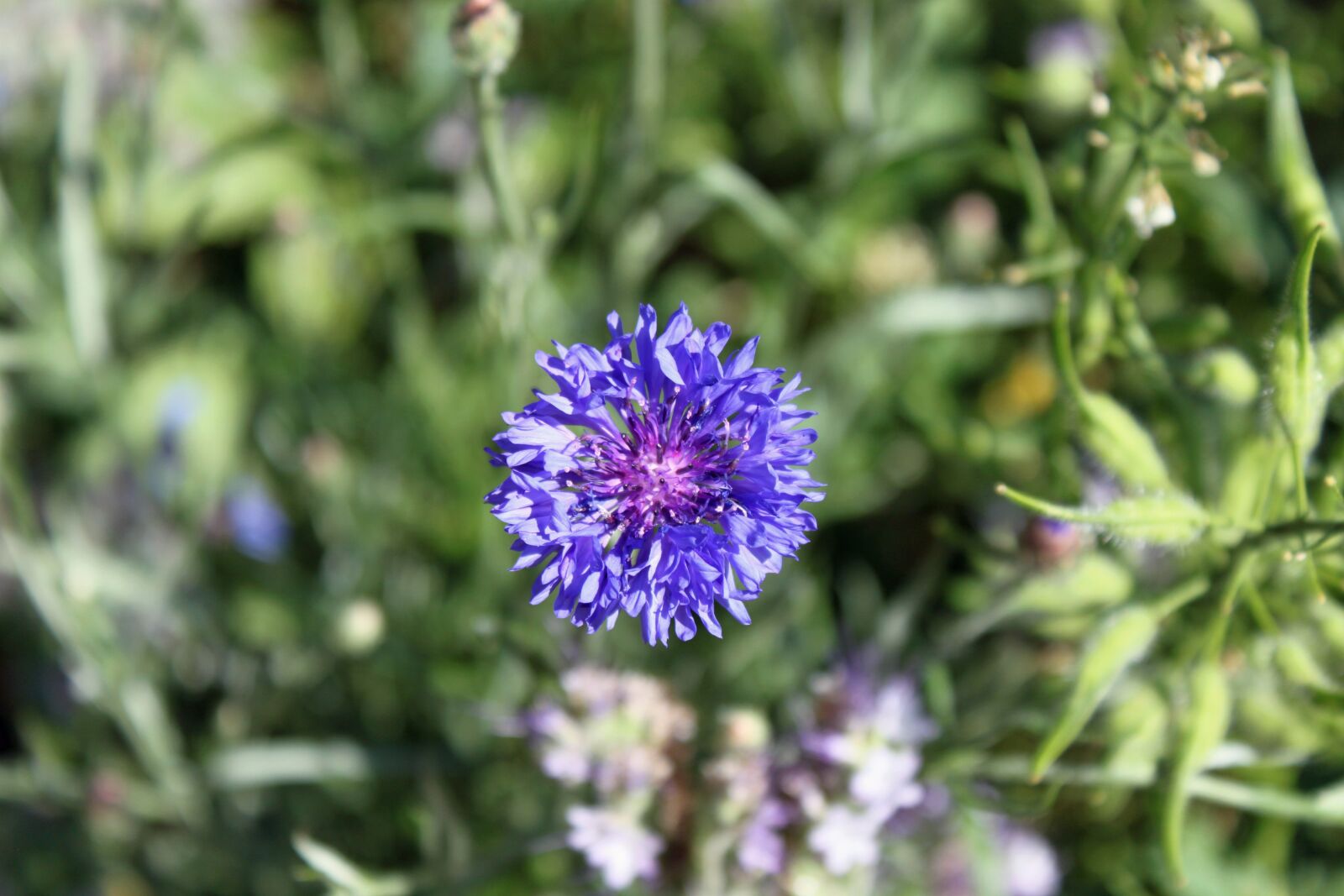 Canon EOS 500D (EOS Rebel T1i / EOS Kiss X3) sample photo. Field flower, meadow, summer photography