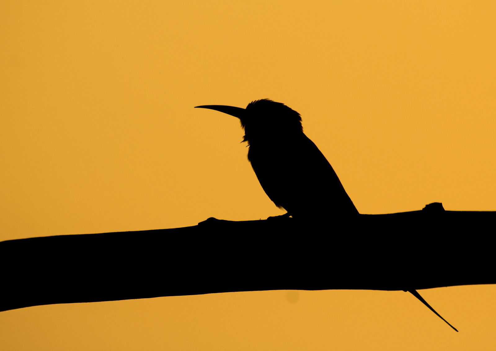Sigma 70-300mm F4-5.6 DG OS sample photo. Bee, eater, bird, dual photography