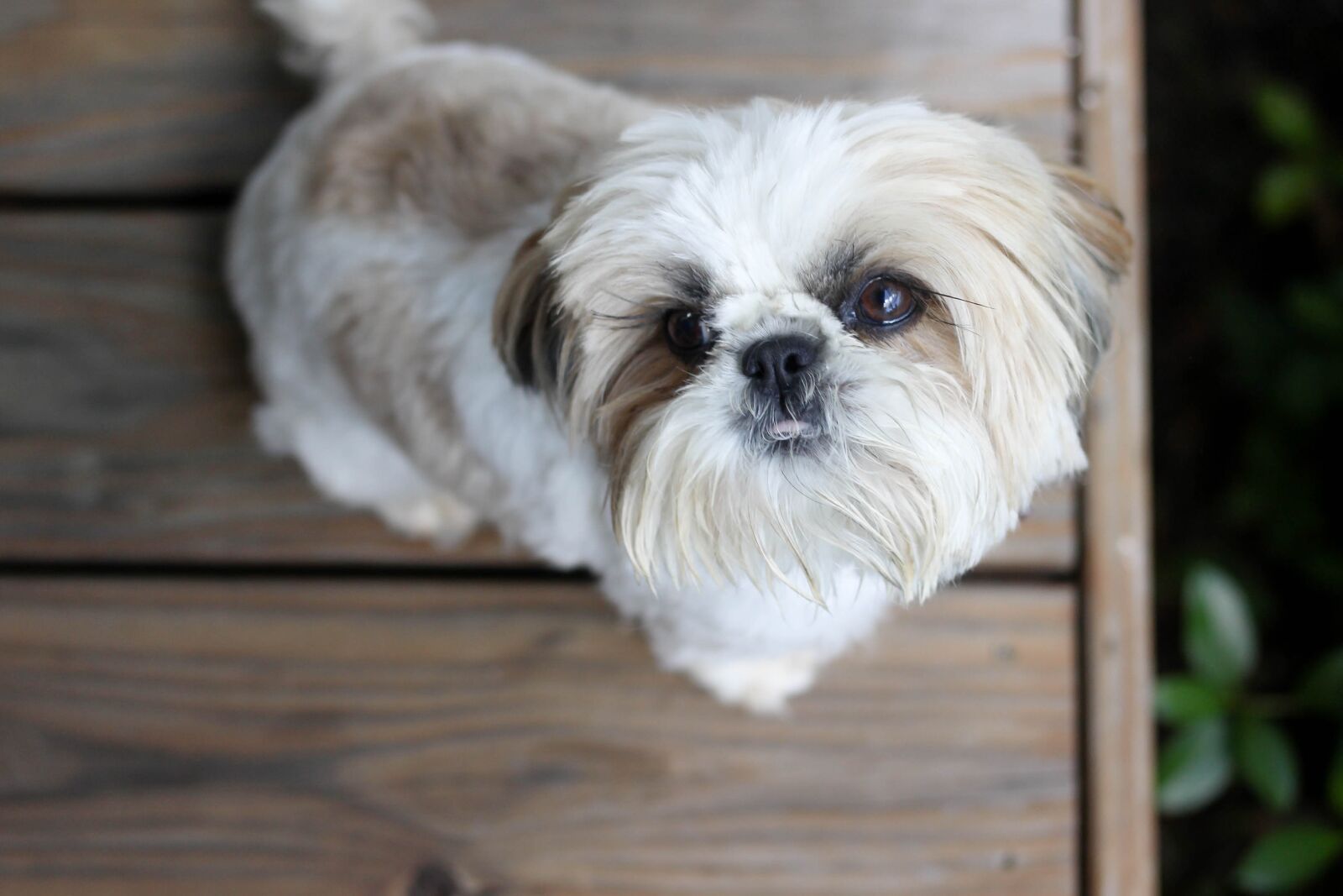 Canon EF 50mm F1.8 STM sample photo. Dog, shih tzu, porch photography
