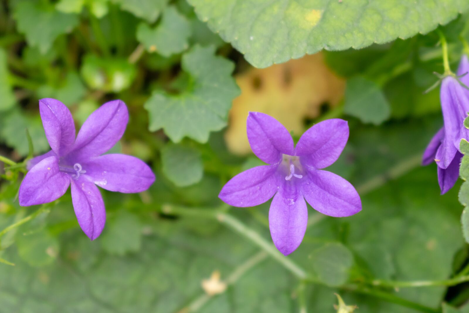 Nikon D3300 sample photo. Flower, nature, garden photography