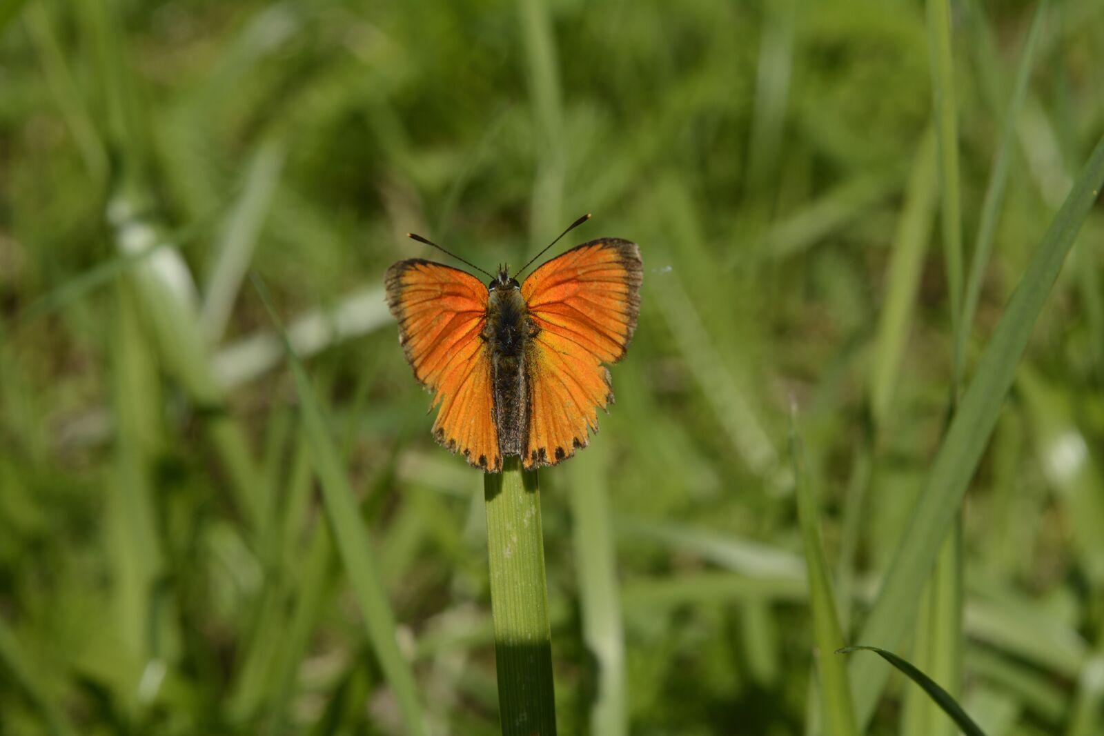 Nikon D7100 sample photo. Grass, sajid, butterfly photography