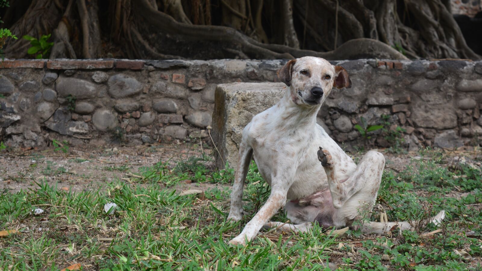 Nikon D5200 sample photo. Dog, mammal, domestic photography