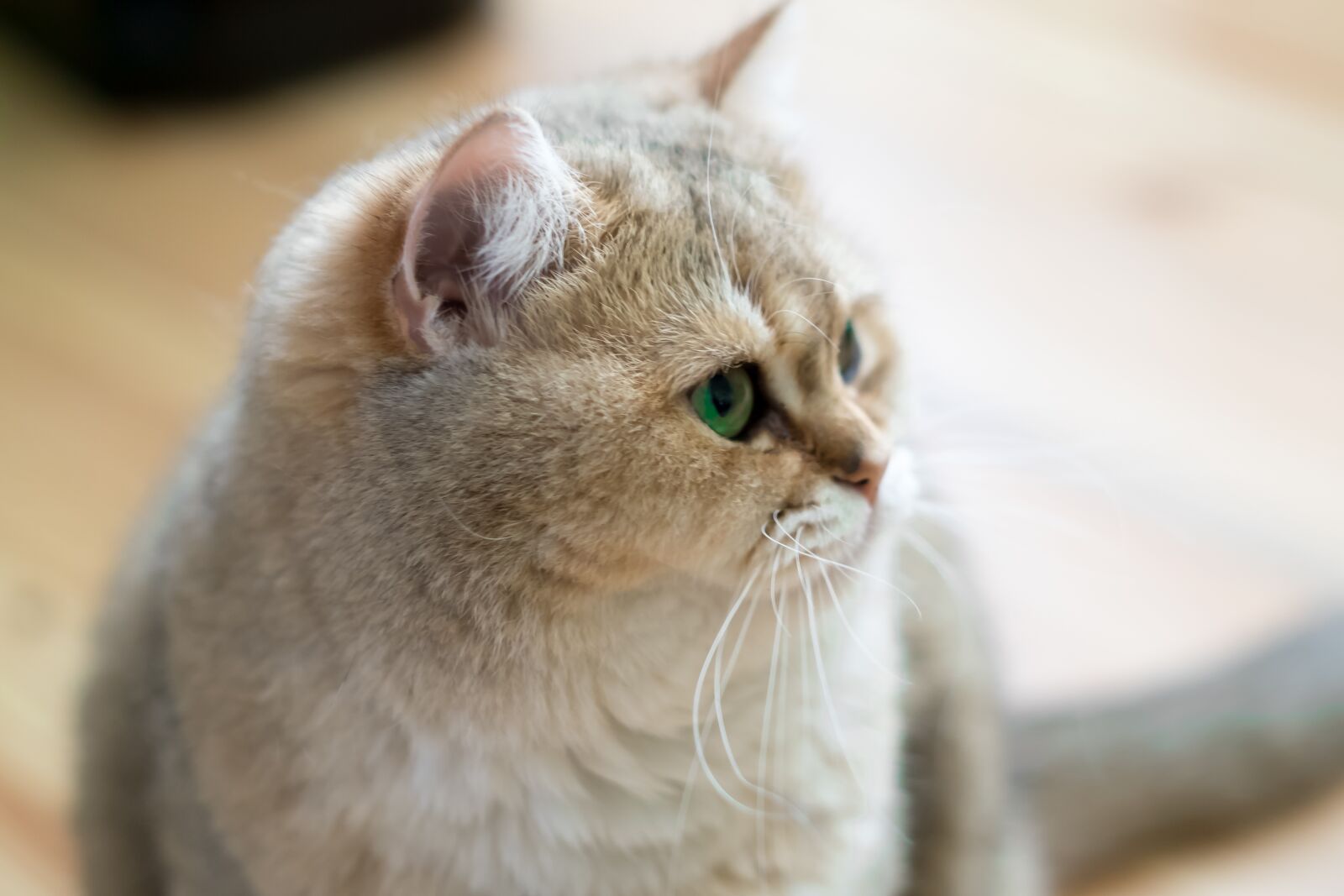Fujifilm X-T10 sample photo. Animals, charming, mammals photography