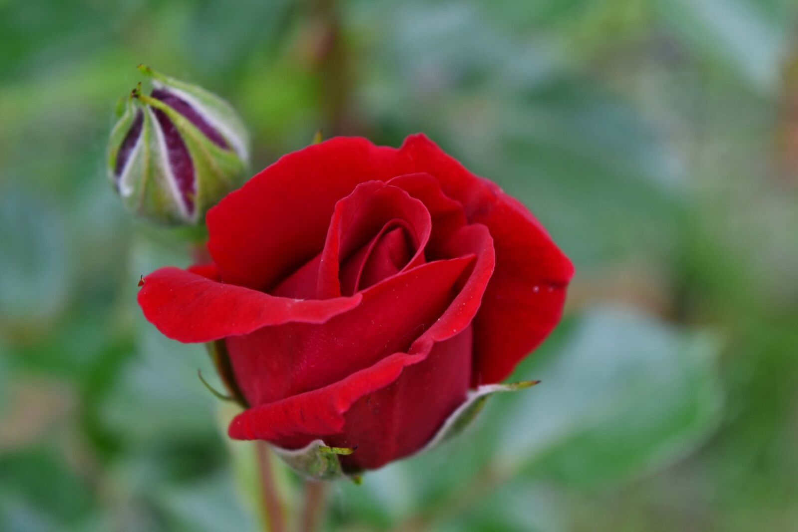 Nikon D5500 sample photo. Red, plant, rose, garden photography