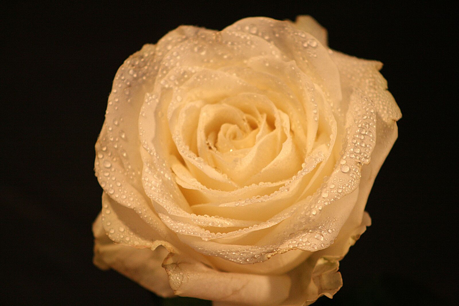 Canon EOS 400D (EOS Digital Rebel XTi / EOS Kiss Digital X) sample photo. Rose, flower, petal photography