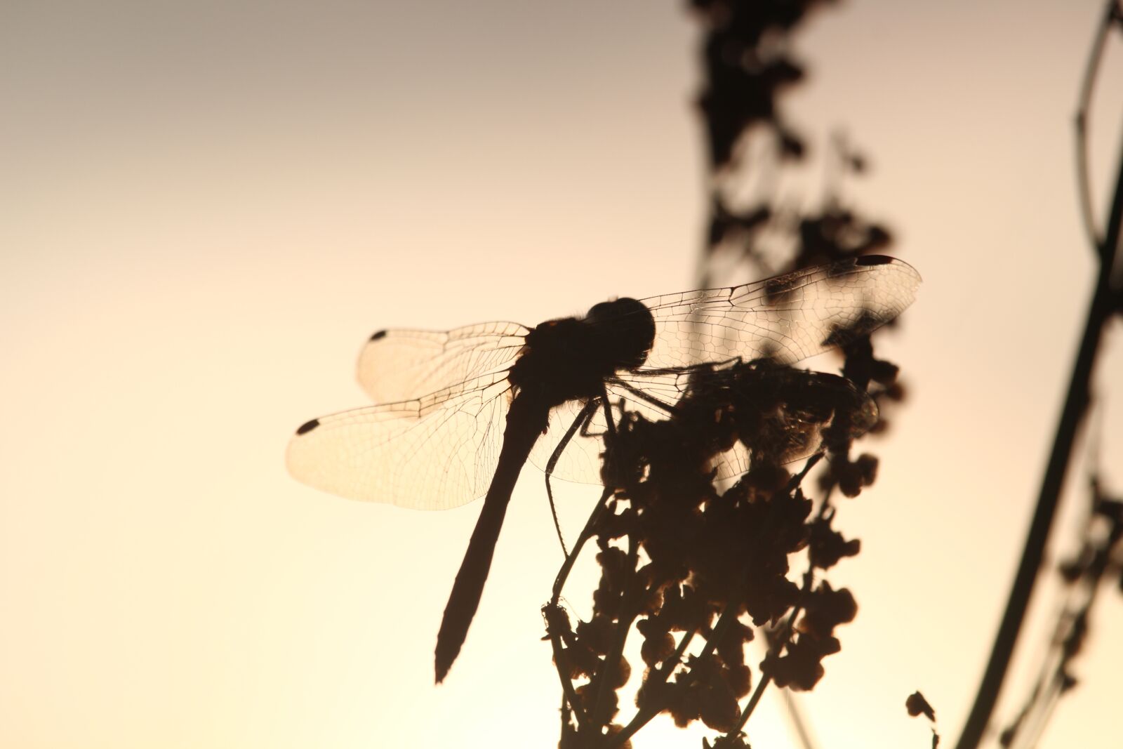 Canon EF-S 55-250mm F4-5.6 IS STM sample photo. Ważka, shadow, sunset photography