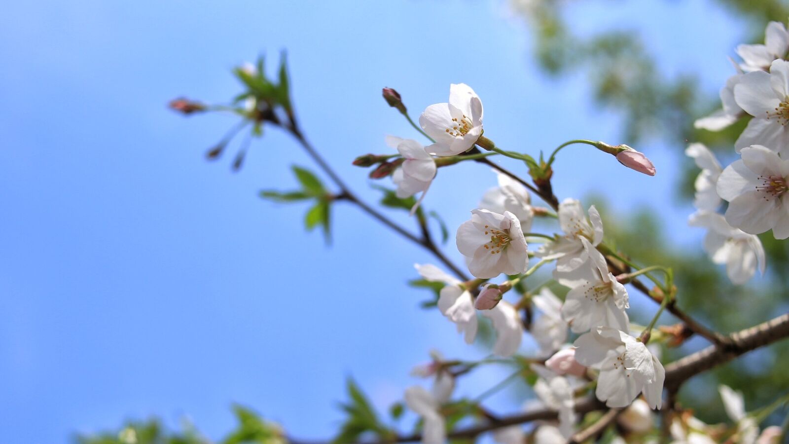 Canon EOS 6D sample photo. Cherry blossom, spring, artistic photography