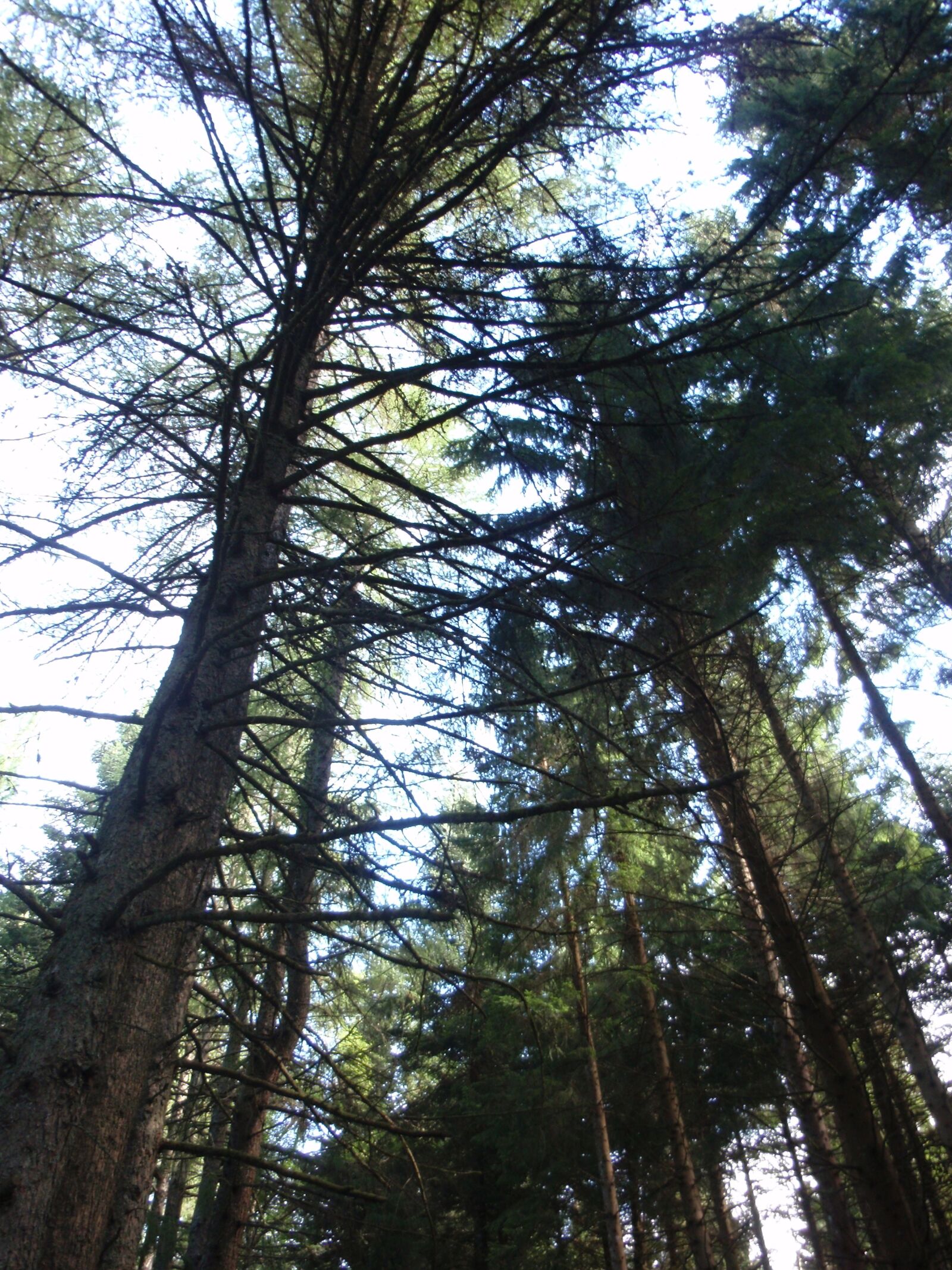 Olympus u9000,S9000 sample photo. Trees, pine, forest photography