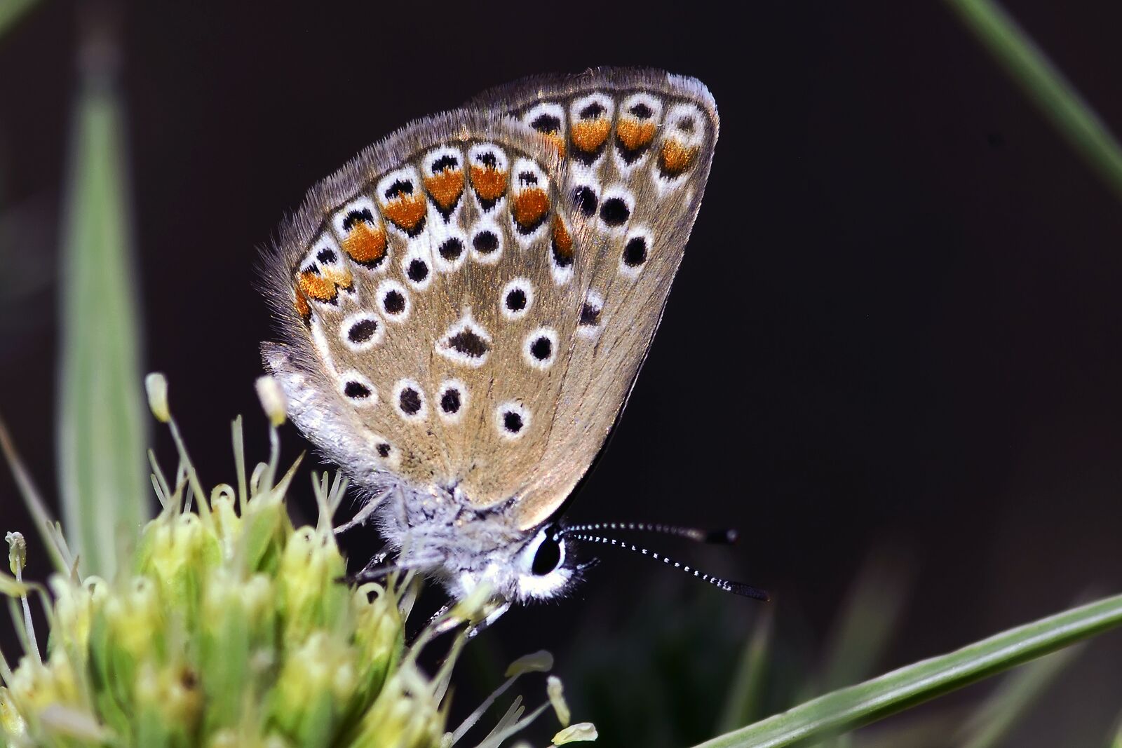 Nikon D200 sample photo. Butterflies, very eyes, turkey photography