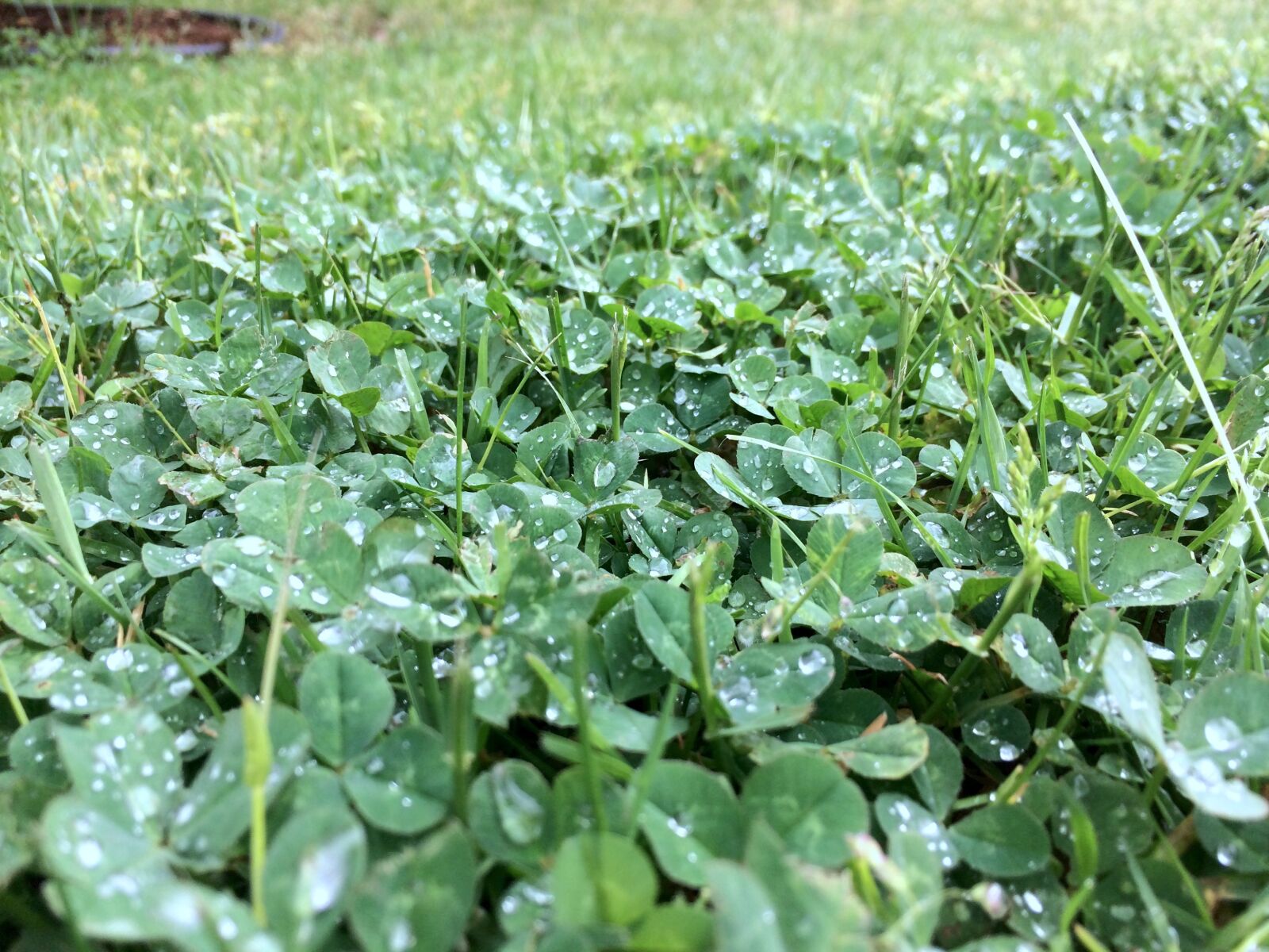 iPhone 5s back camera 4.15mm f/2.2 sample photo. Rain, green, nature photography