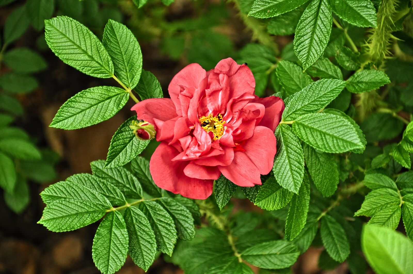 Nikon D90 sample photo. Rose, flower, leaves photography