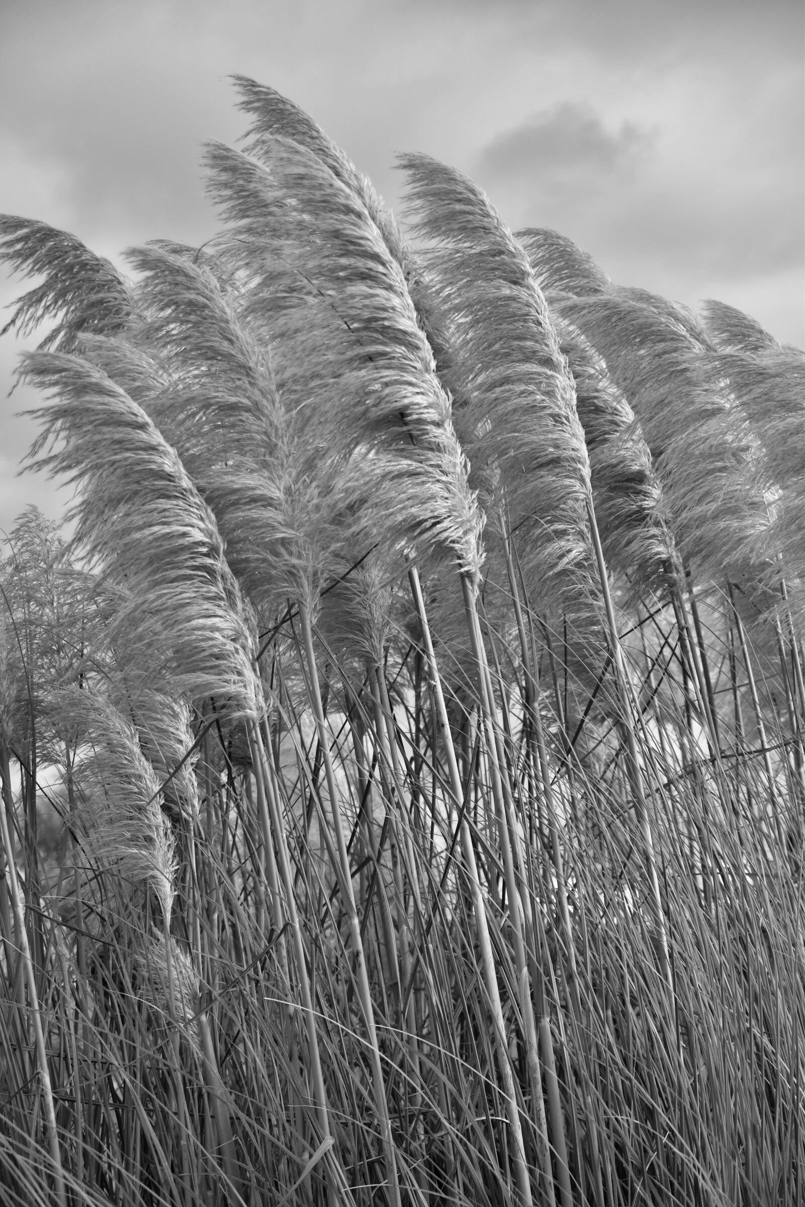 Nikon D5600 sample photo. Herbs of pampa, black photography