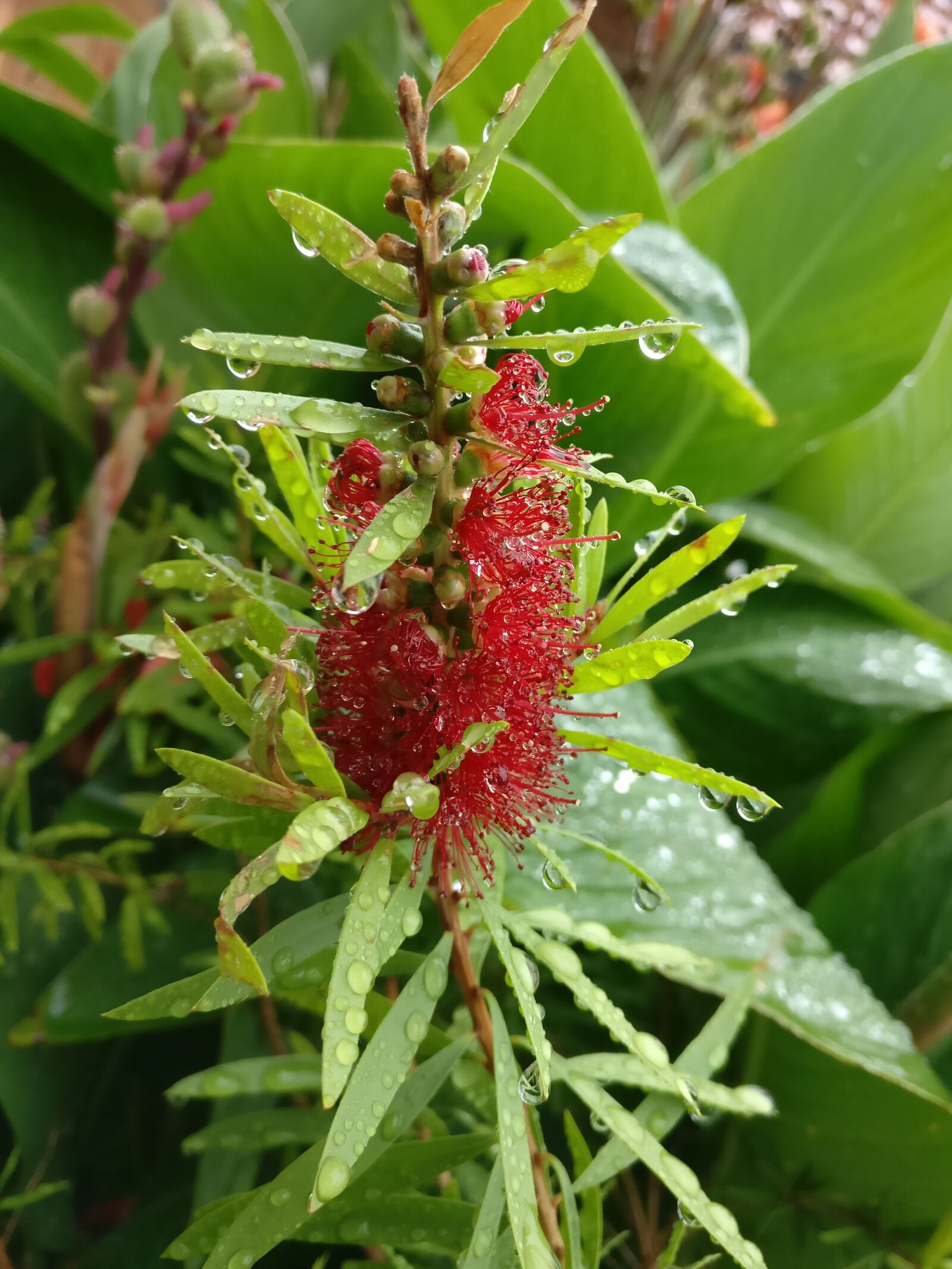 OnePlus A3003 sample photo. Flower, red, rain photography