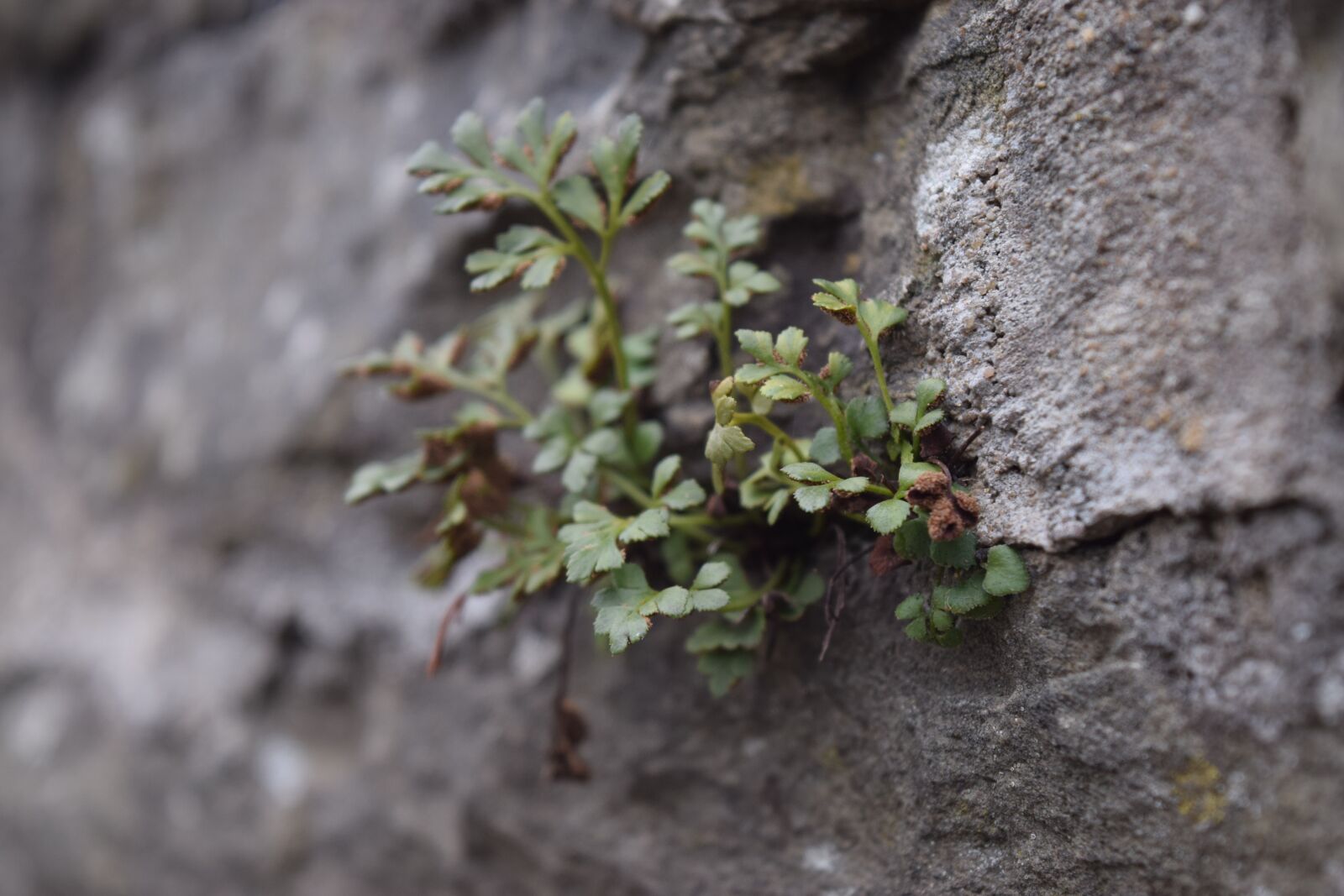 Nikon D5300 sample photo. Plant, leaf, nature photography