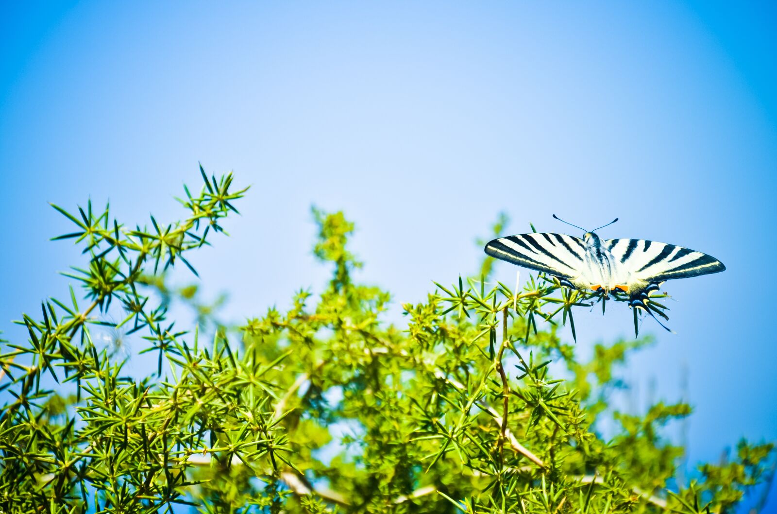 Nikon D5000 sample photo. Butterfly, scarce swallowtail, nature photography