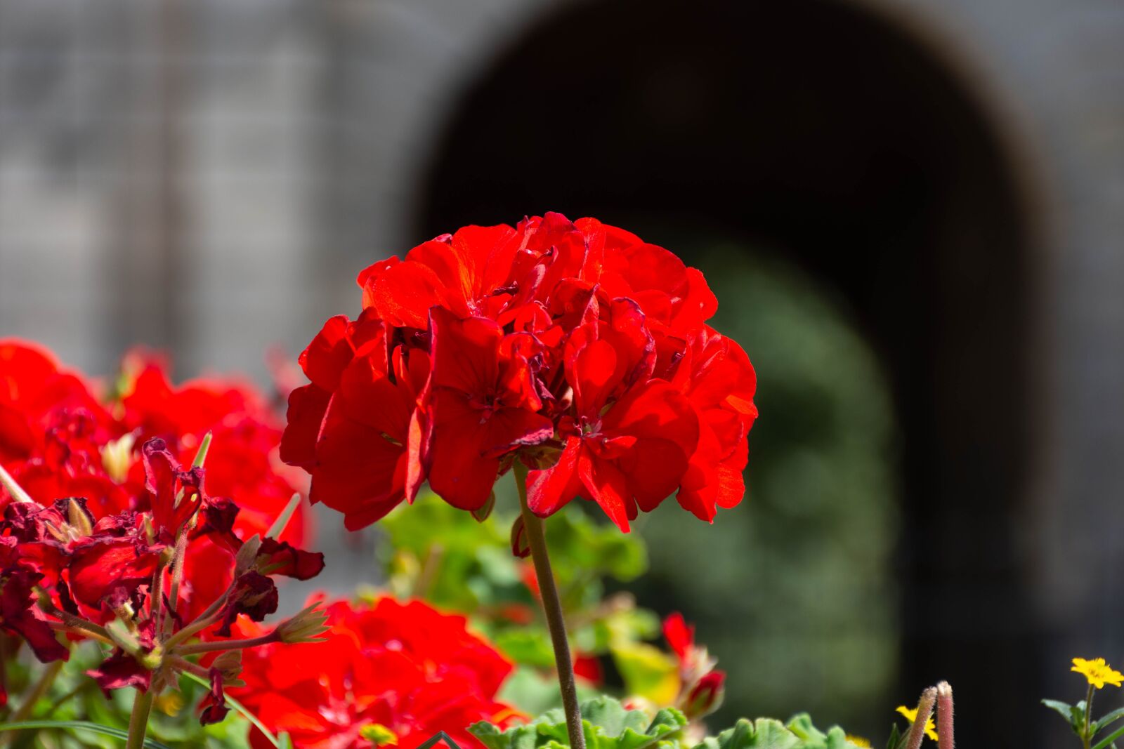 Nikon D7200 sample photo. Castle, flower, history photography