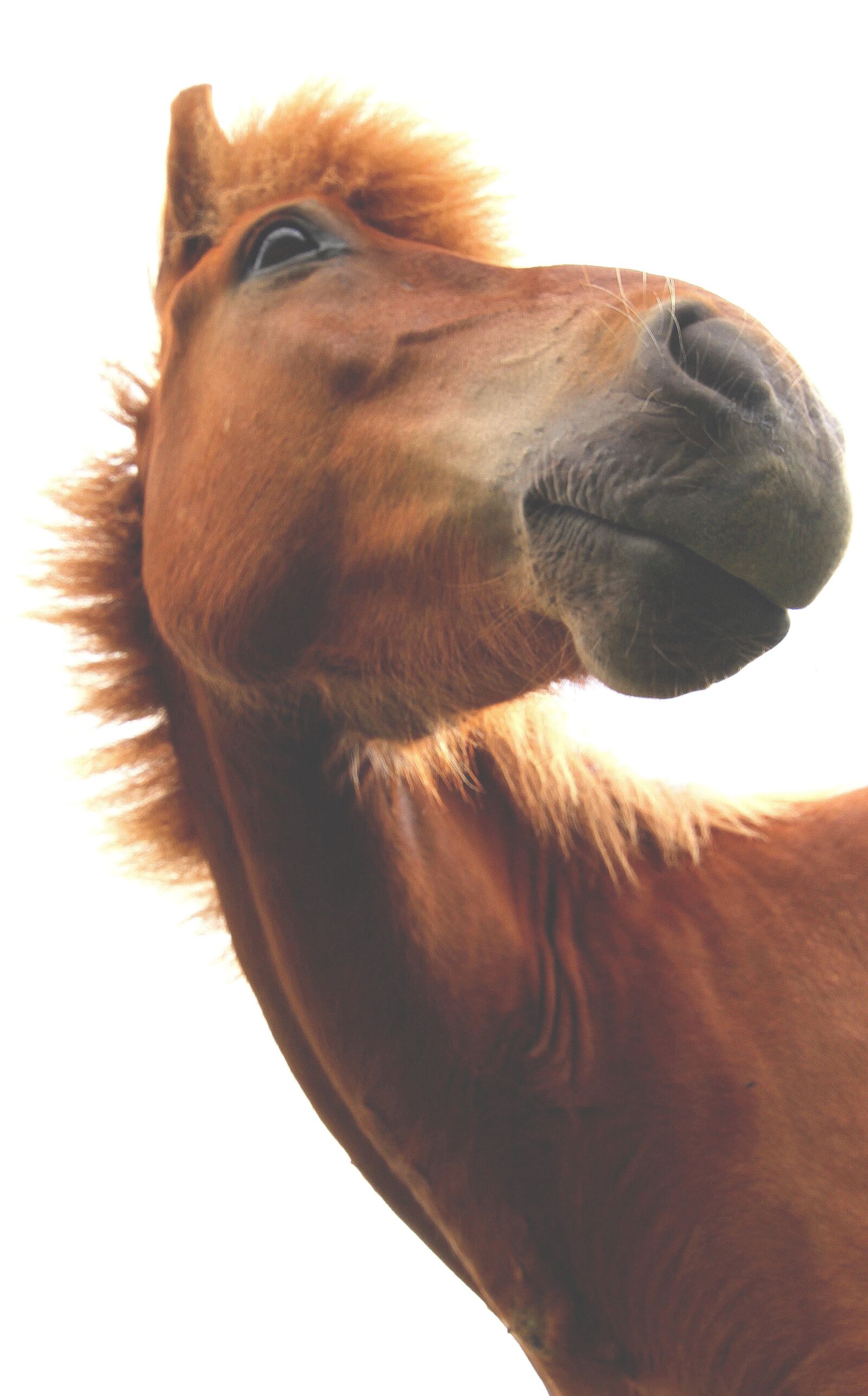 Canon EOS 7D sample photo. Animals, mammals, horse photography