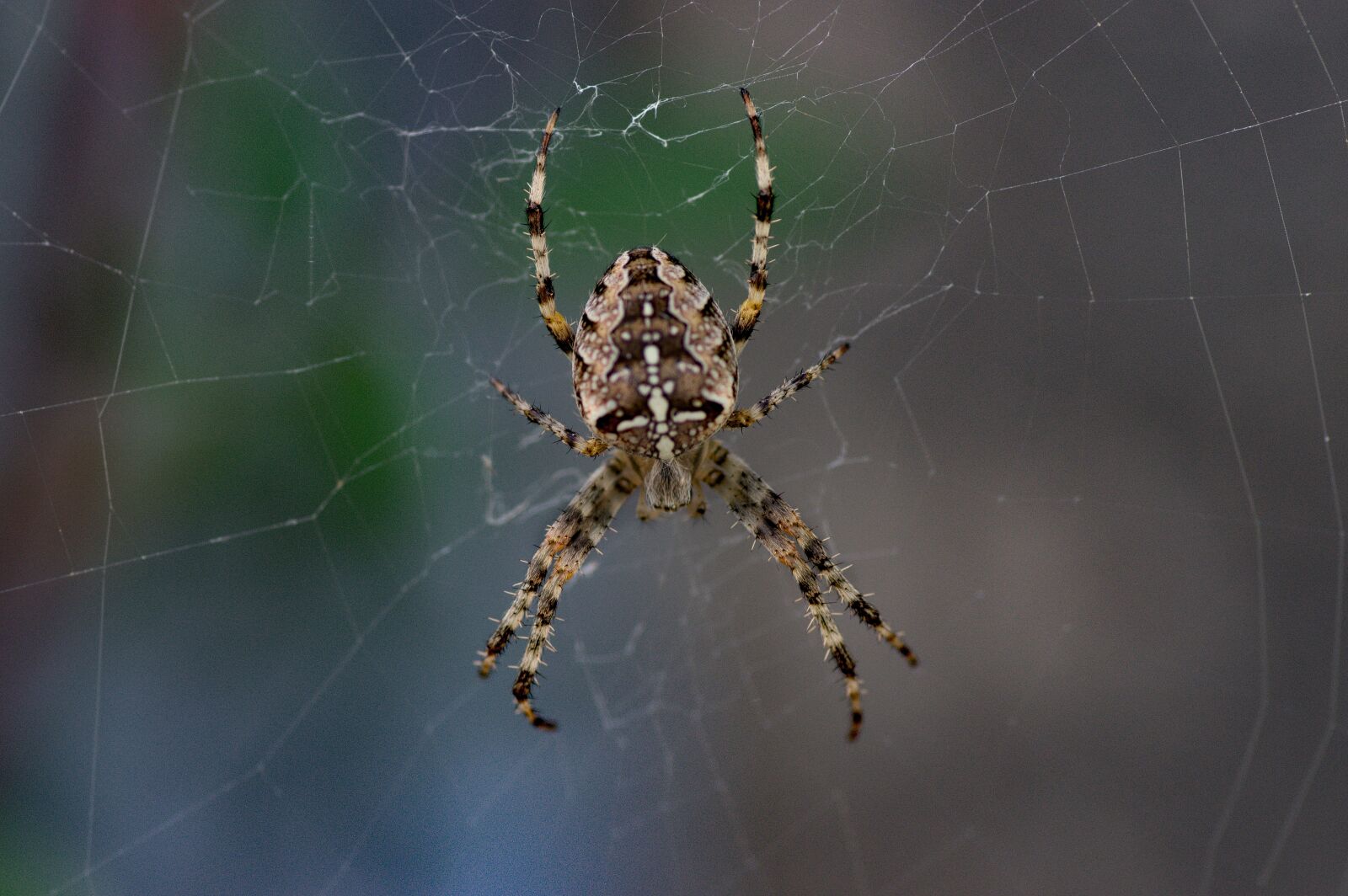 Pentax K-3 sample photo. Spider, hunter, insects photography