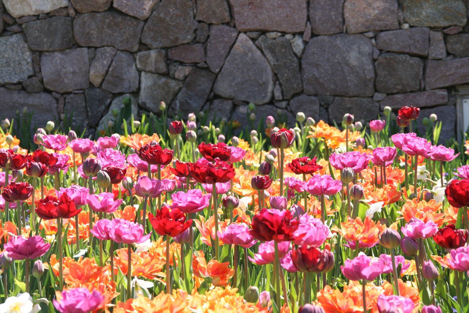 Canon EOS 400D (EOS Digital Rebel XTi / EOS Kiss Digital X) sample photo. Spring, tulips, tulip field photography