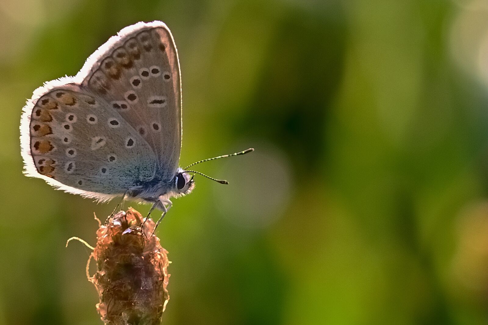 Nikon D5200 sample photo. Butterfly, common blue, close photography