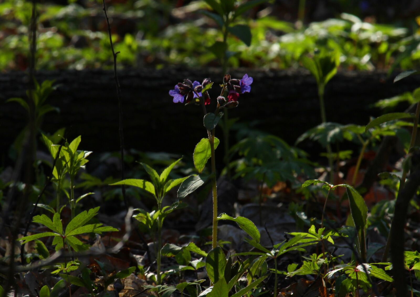 Canon EOS 1200D (EOS Rebel T5 / EOS Kiss X70 / EOS Hi) sample photo. Forest, flower, spring photography