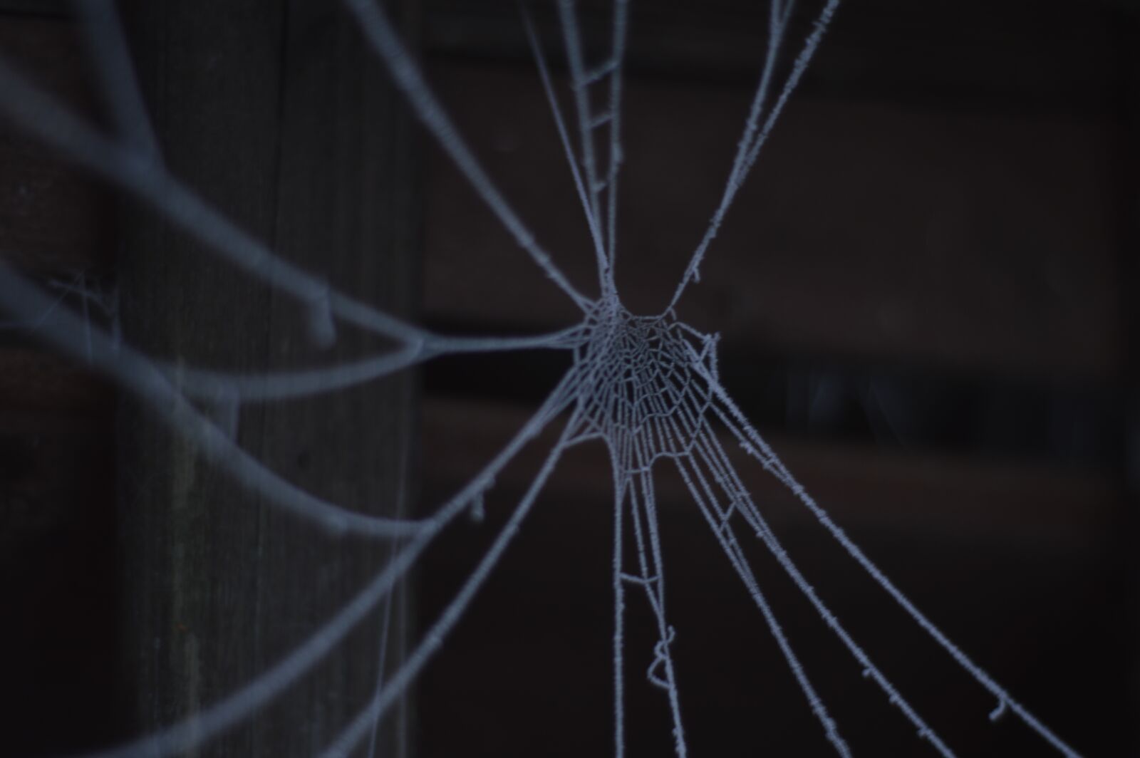 Nikon D3200 sample photo. Cobweb, winter, cold photography