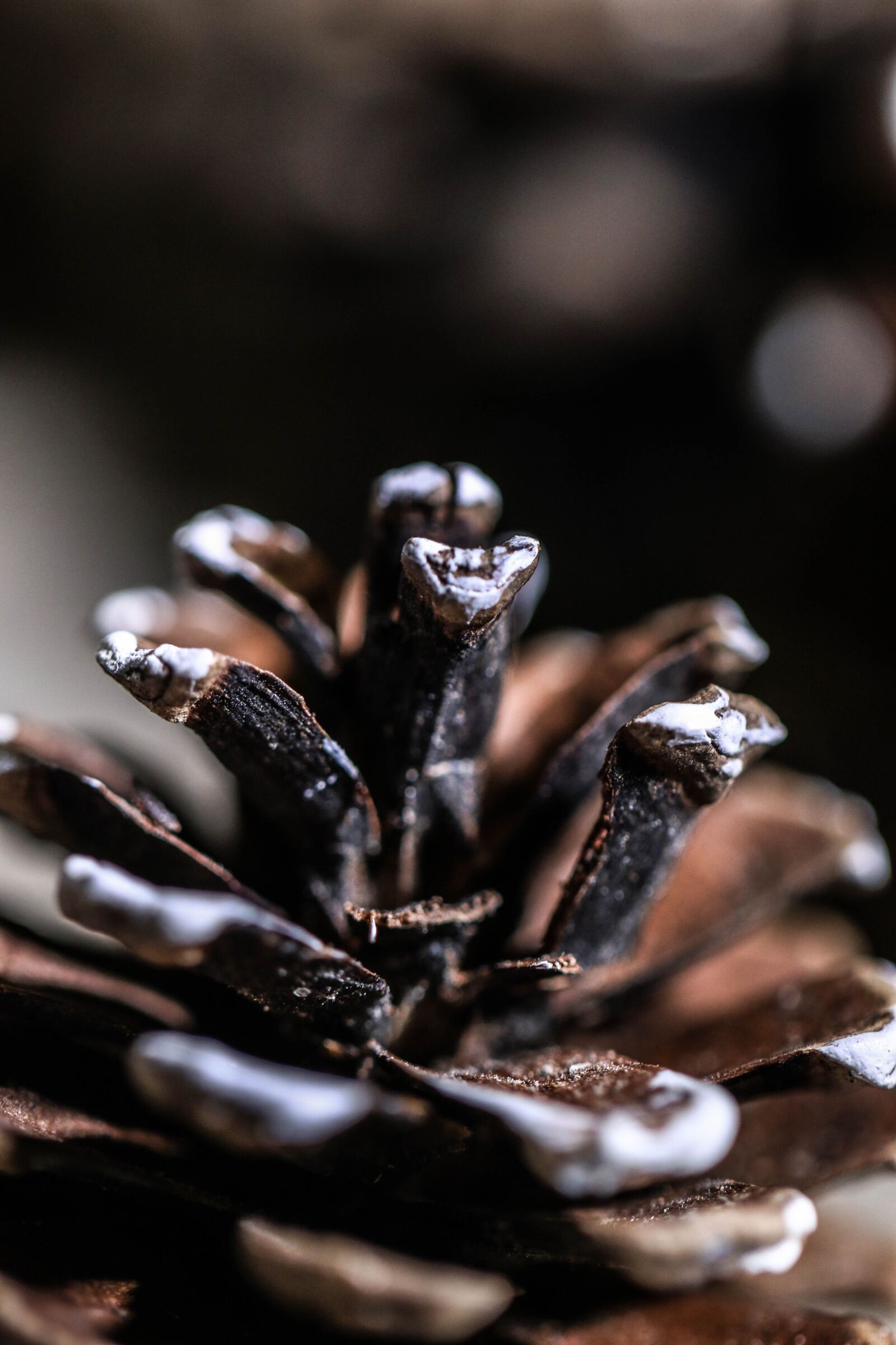 Canon EOS 7D Mark II sample photo. Pinecone, cone, decoration photography