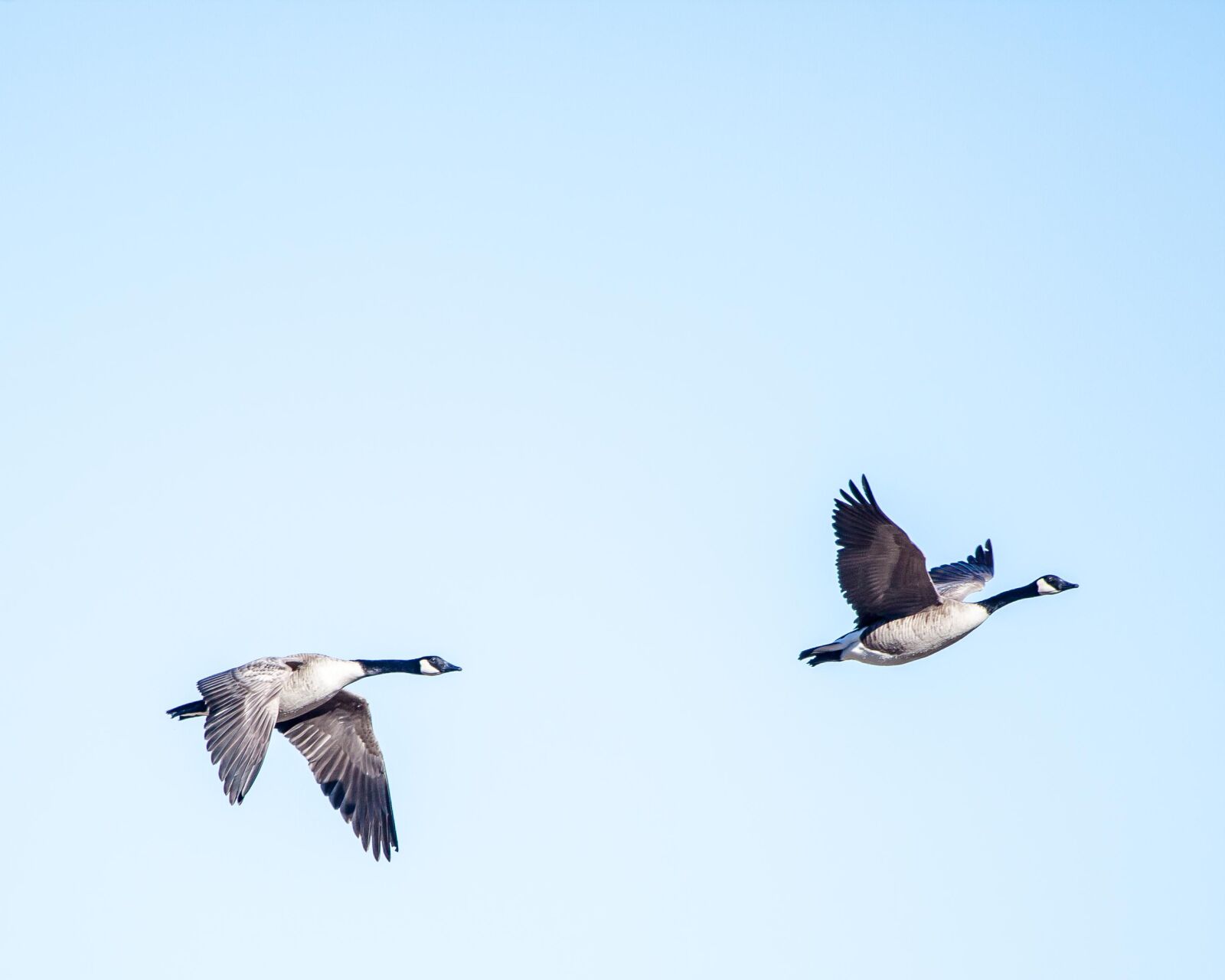 Canon EF 100-400mm F4.5-5.6L IS USM sample photo. Flying, geese, inflight photography
